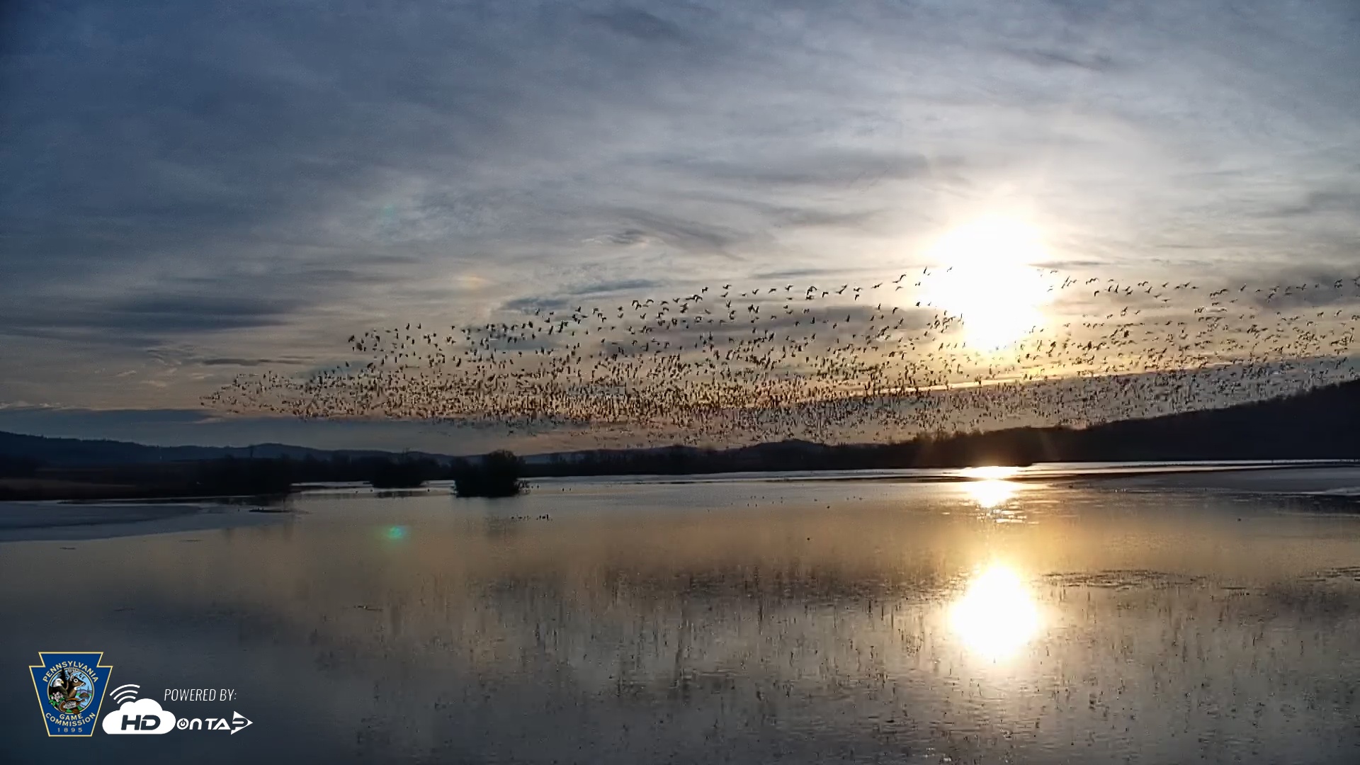Snapshot of Pennsylvania Snow Geese Live Webcam taken Feb 25, 2025, 7:24am EST