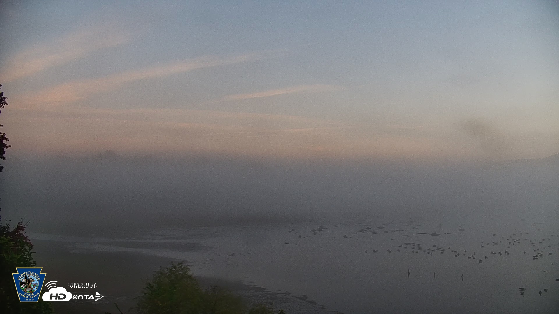 Snapshot of Pennsylvania Snow Geese Live Webcam taken Oct 4, 2025, 7:04am EDT