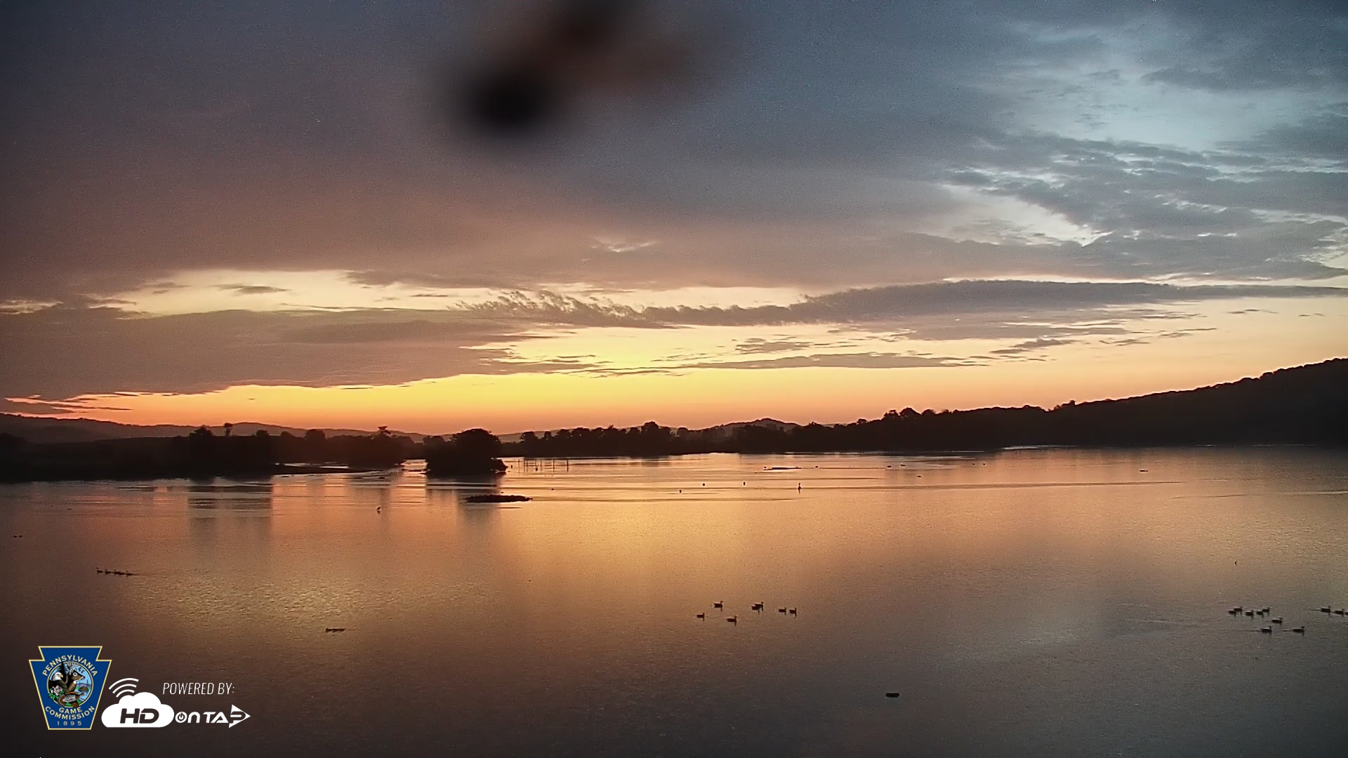Snapshot of Pennsylvania Snow Geese Live Webcam taken Aug 24, 2026, 6:01am EDT