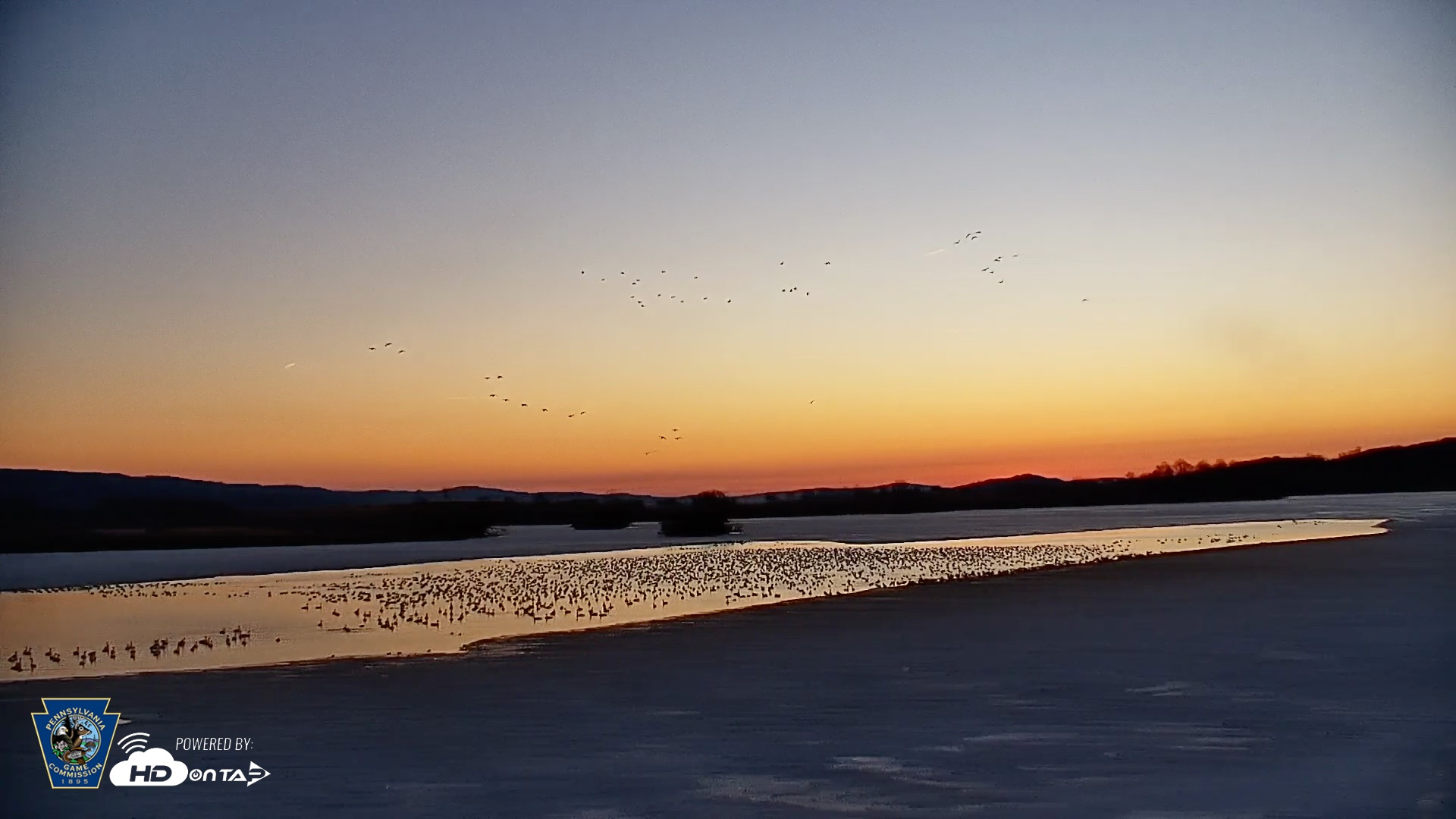 Snapshot of Pennsylvania Snow Geese Live Webcam taken Feb 28, 2026, 6:33am EST
