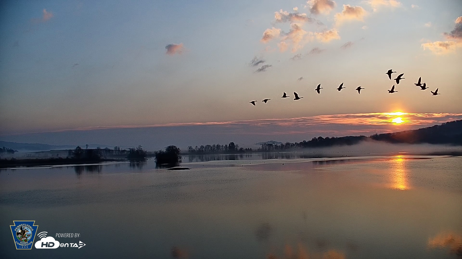Snapshot of Pennsylvania Snow Geese Live Webcam taken Nov 8, 2025, 7:07am EST