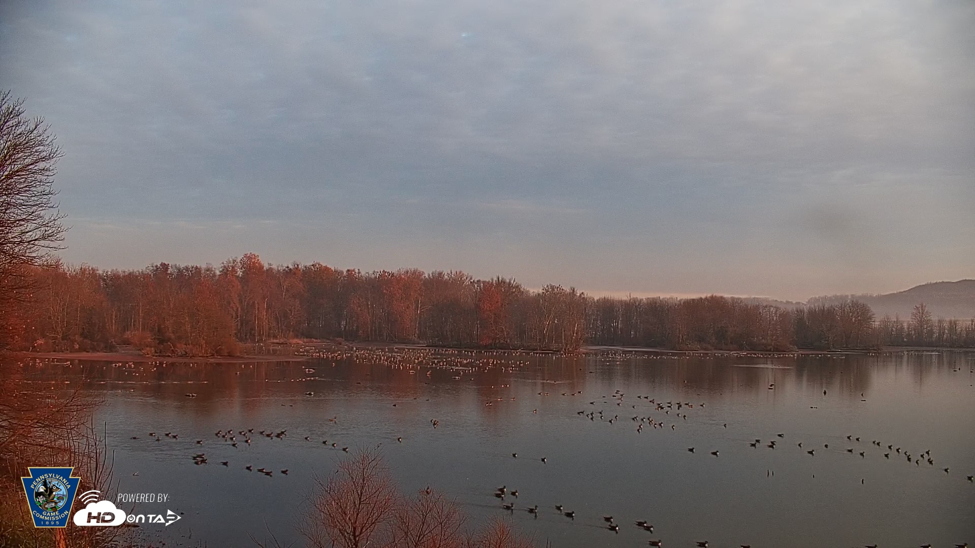 Snapshot of Pennsylvania Snow Geese Live Webcam taken Nov 20, 2025, 7:11am EST