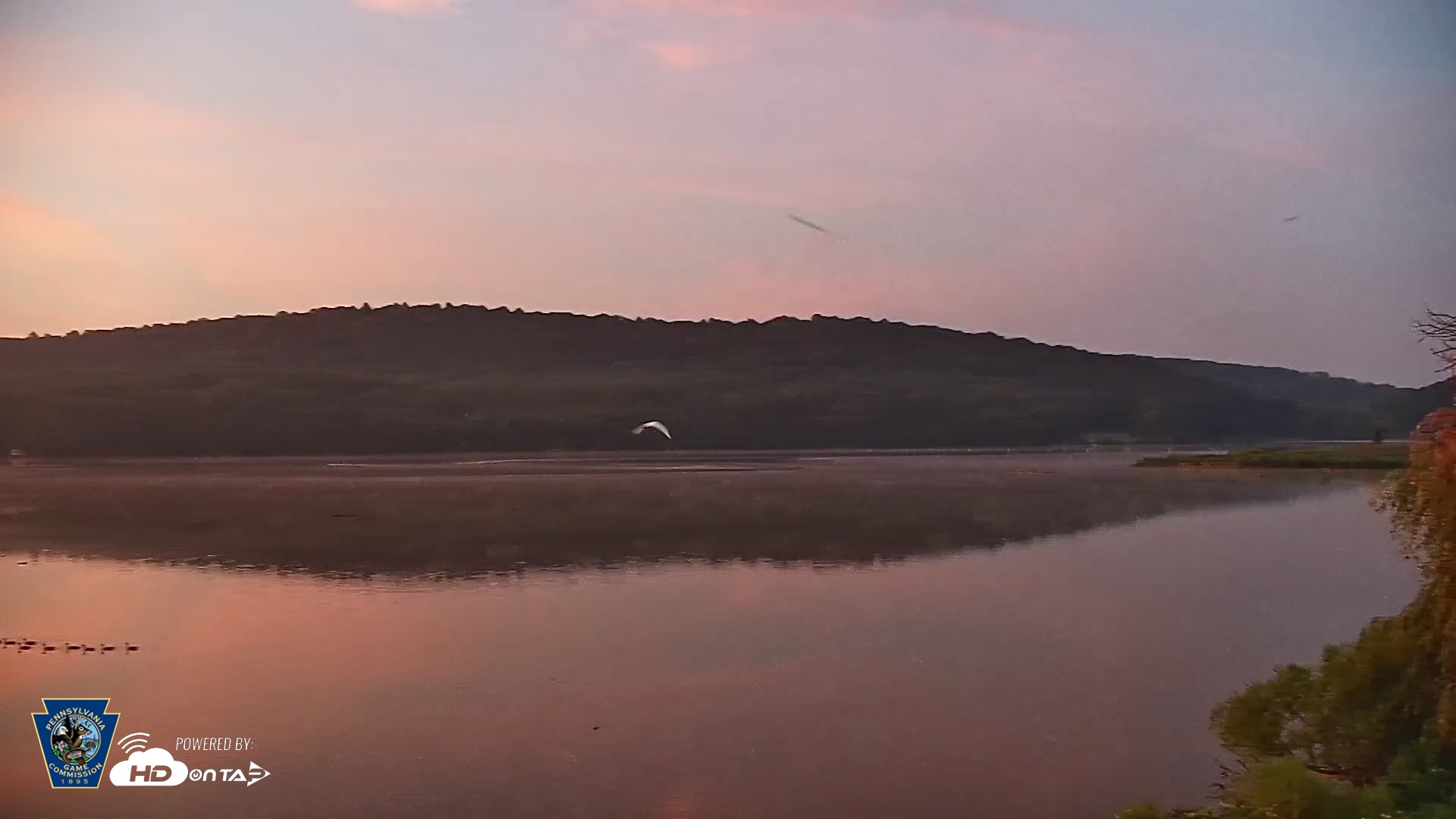 Snapshot of Pennsylvania Snow Geese Live Webcam taken Aug 1, 2026, 5:51am EDT