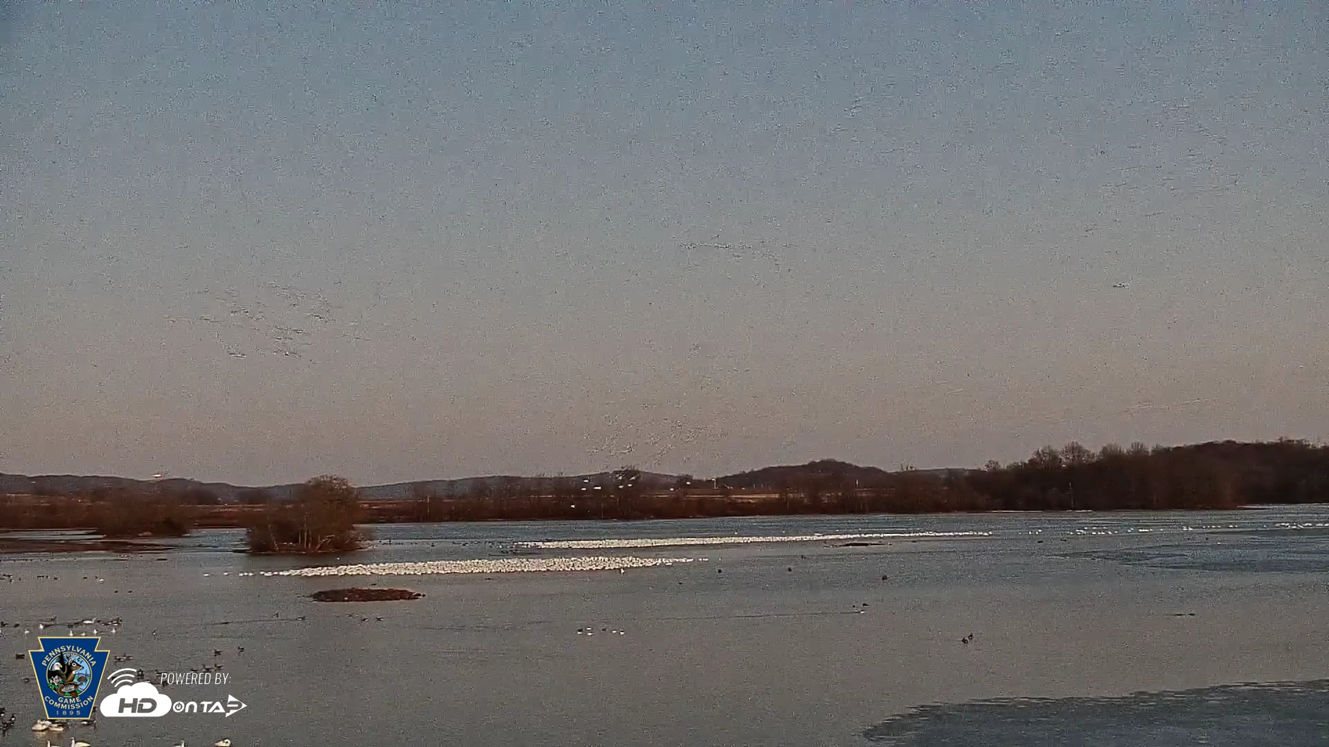 Snapshot of Pennsylvania Snow Geese Live Webcam taken Feb 7, 2025, 5:58pm EST