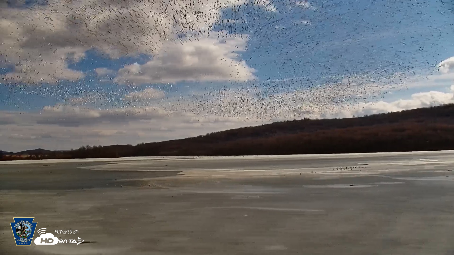 Snapshot of Pennsylvania Snow Geese Live Webcam taken Feb 7, 2025, 12:28pm EST