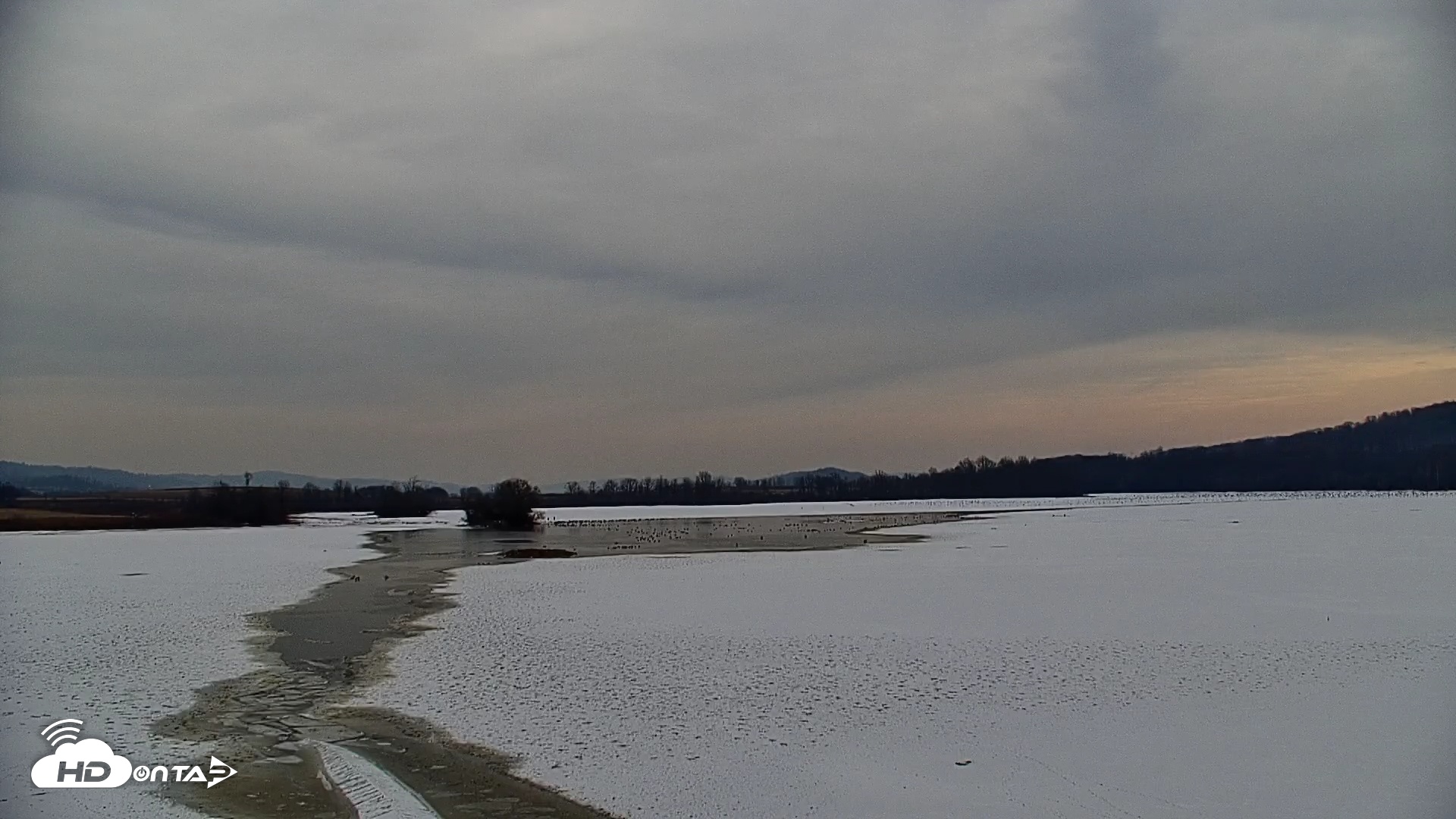 Snapshot of Pennsylvania Snow Geese Live Webcam taken Feb 3, 2025, 10:48am EST