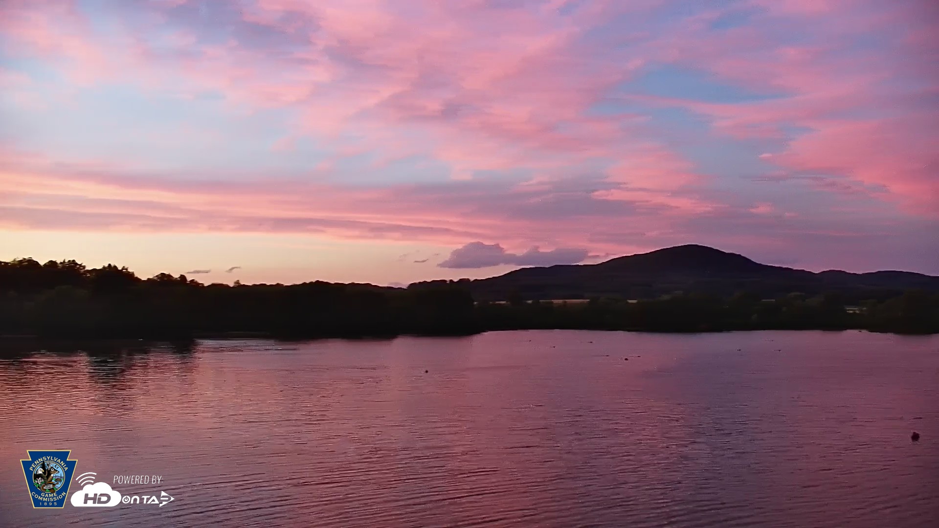 Snapshot of Pennsylvania Snow Geese Live Webcam taken Jun 18, 2026, 8:51pm EDT