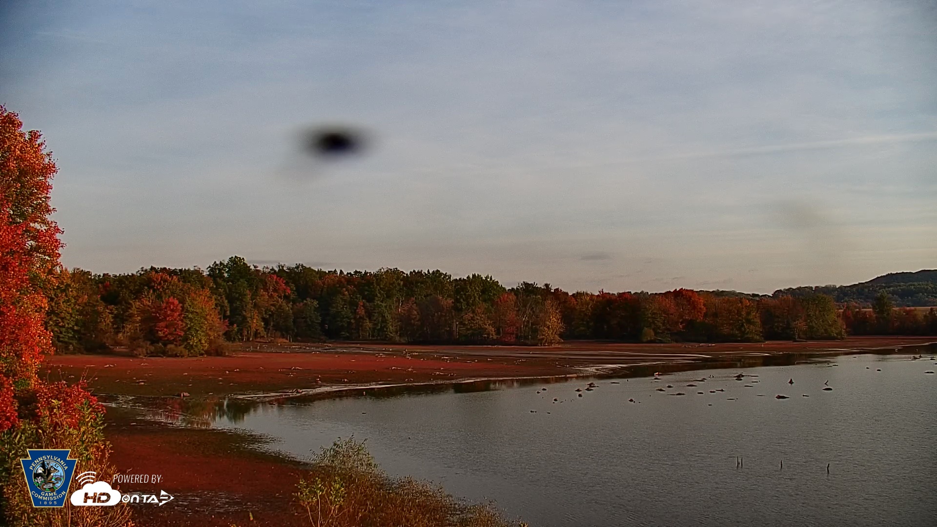 Snapshot of Pennsylvania Snow Geese Live Webcam taken Oct 19, 2025, 8:07am EDT