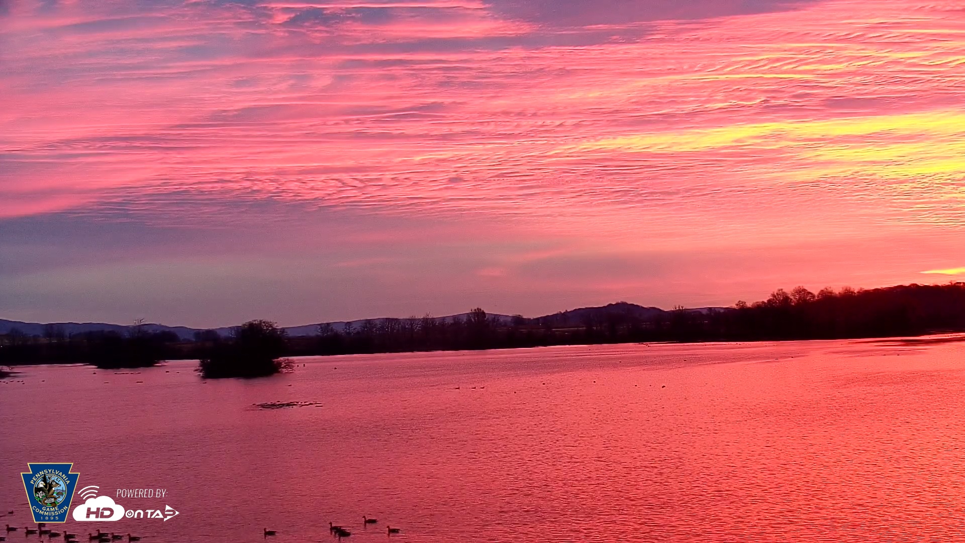 Snapshot of Pennsylvania Snow Geese Live Webcam taken Nov 25, 2025, 6:52am EST