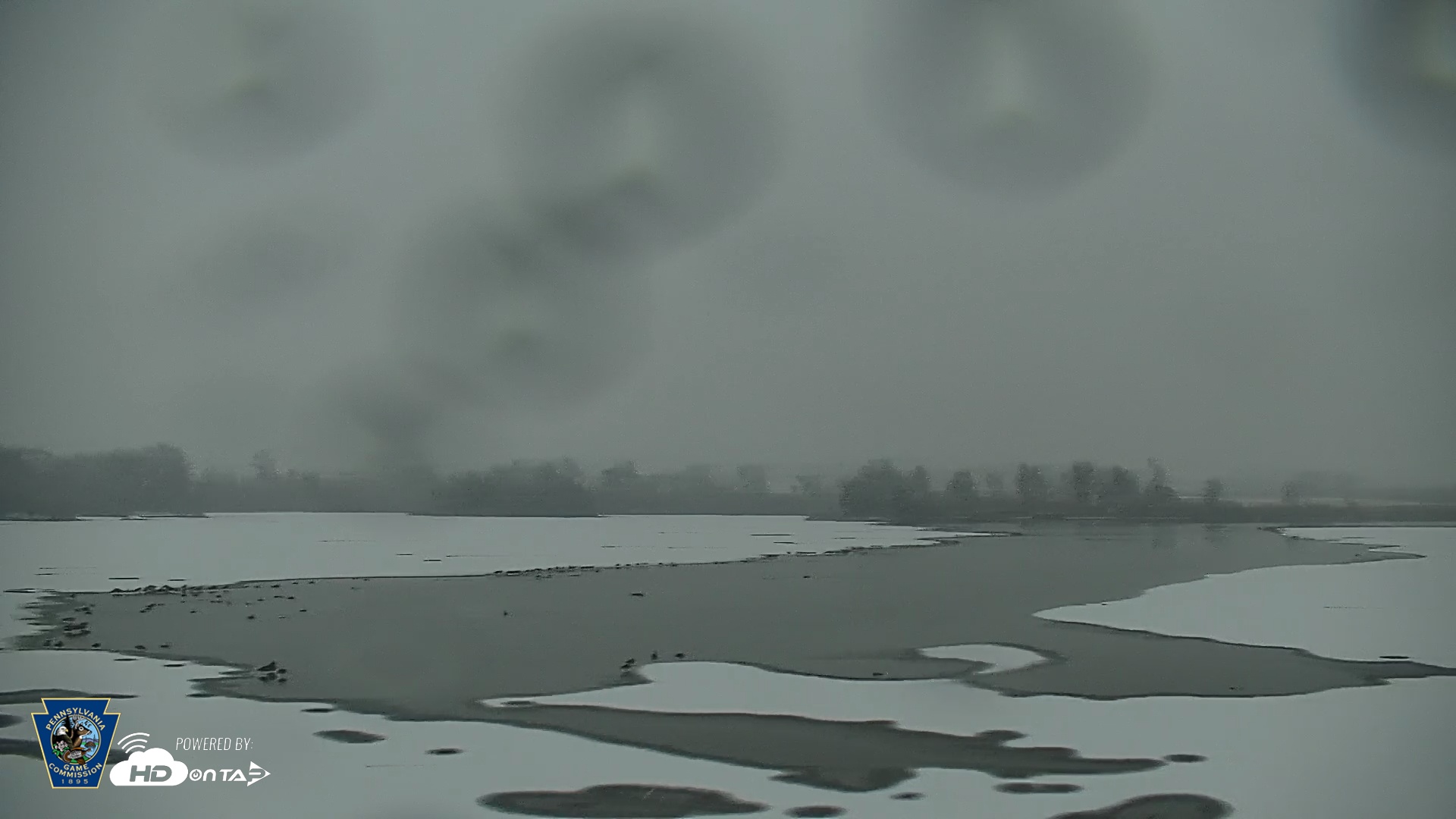 Snapshot of Pennsylvania Snow Geese Live Webcam taken Dec 23, 2025, 7:20am EST