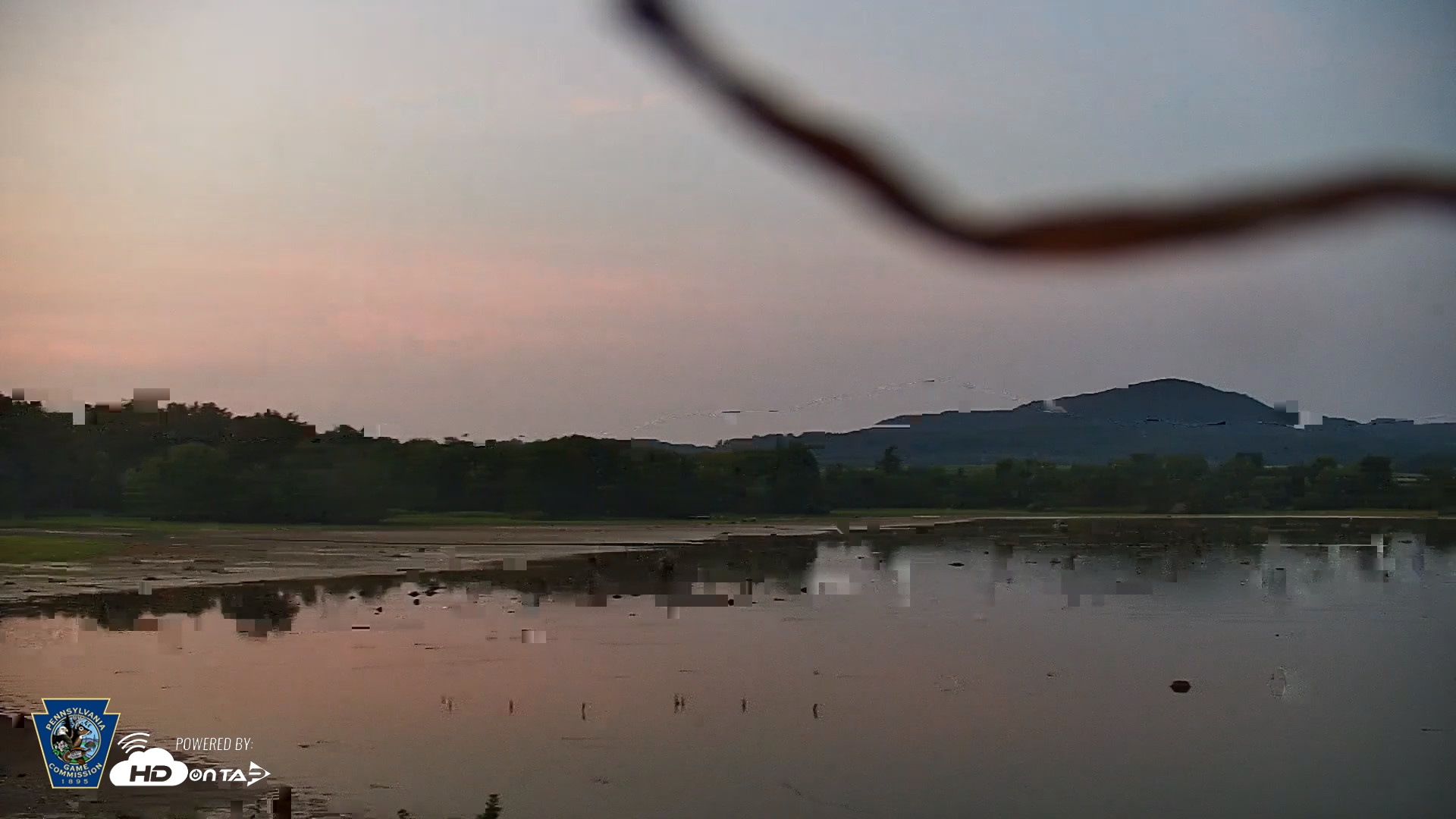 Snapshot of Pennsylvania Snow Geese Live Webcam taken Aug 14, 2026, 8:17pm EDT