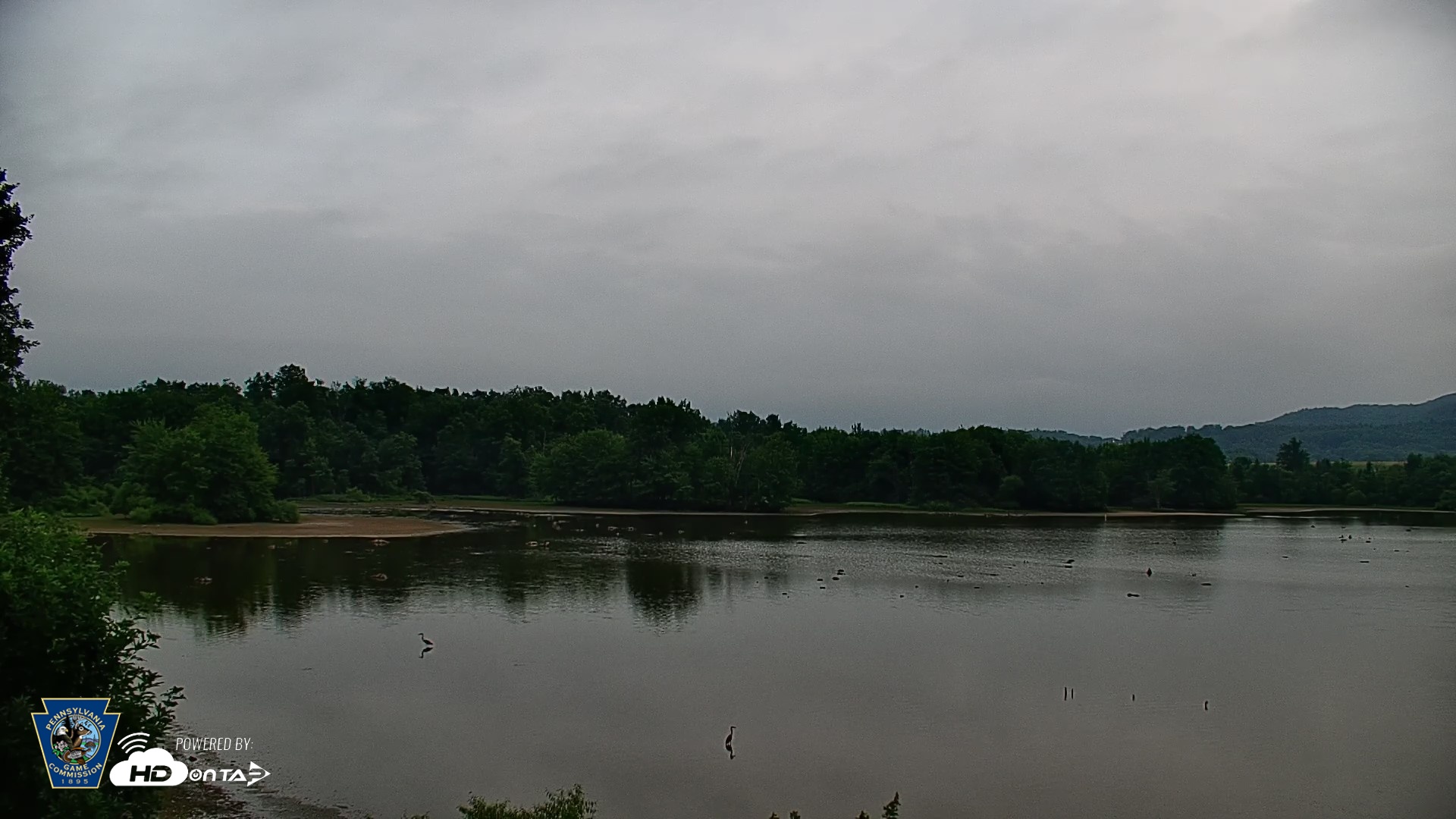 Snapshot of Pennsylvania Snow Geese Live Webcam taken Jul 9, 2026, 6:16am EDT