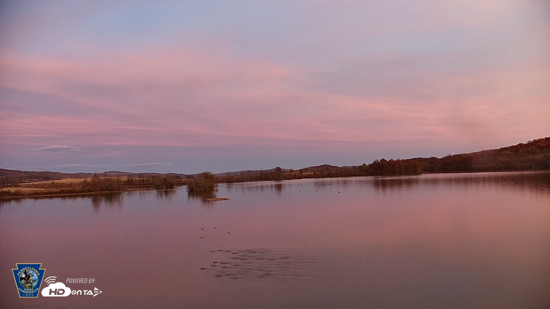 Snapshot of Pennsylvania Snow Geese Live Webcam taken Nov 6, 2025, 5:03pm EST