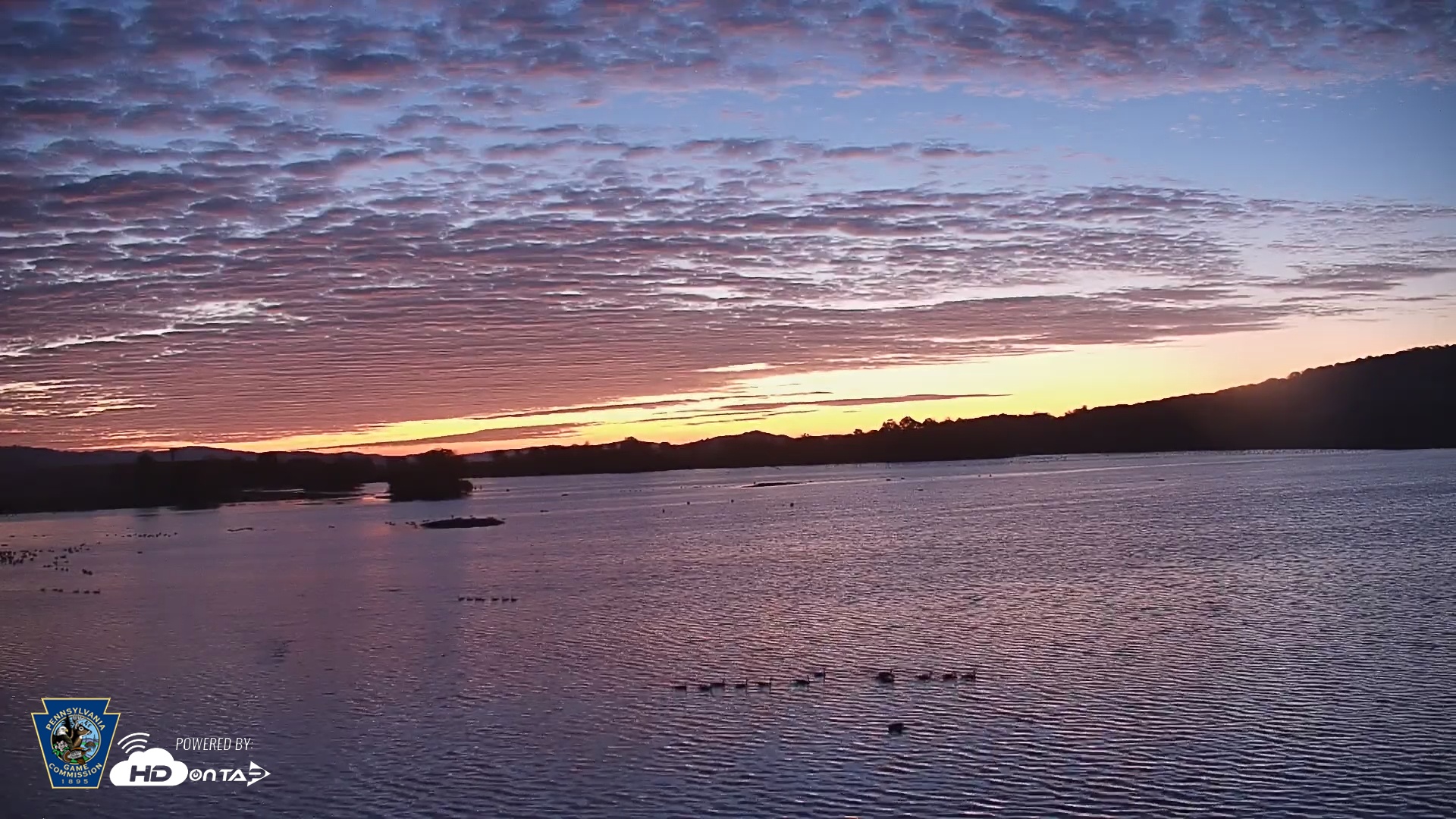 Snapshot of Pennsylvania Snow Geese Live Webcam taken Oct 7, 2025, 6:39am EDT