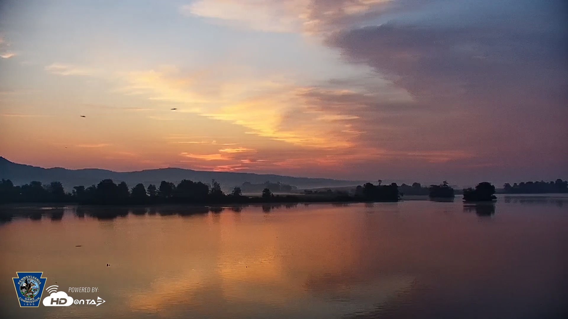 Snapshot of Pennsylvania Snow Geese Live Webcam taken Jun 5, 2025, 5:39am EDT