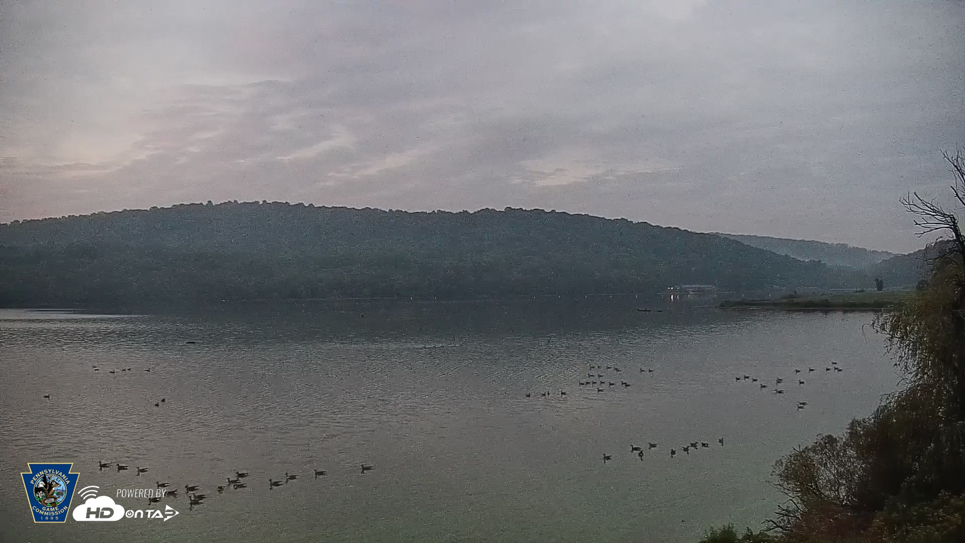 Snapshot of Pennsylvania Snow Geese Live Webcam taken Oct 1, 2026, 6:45am EDT