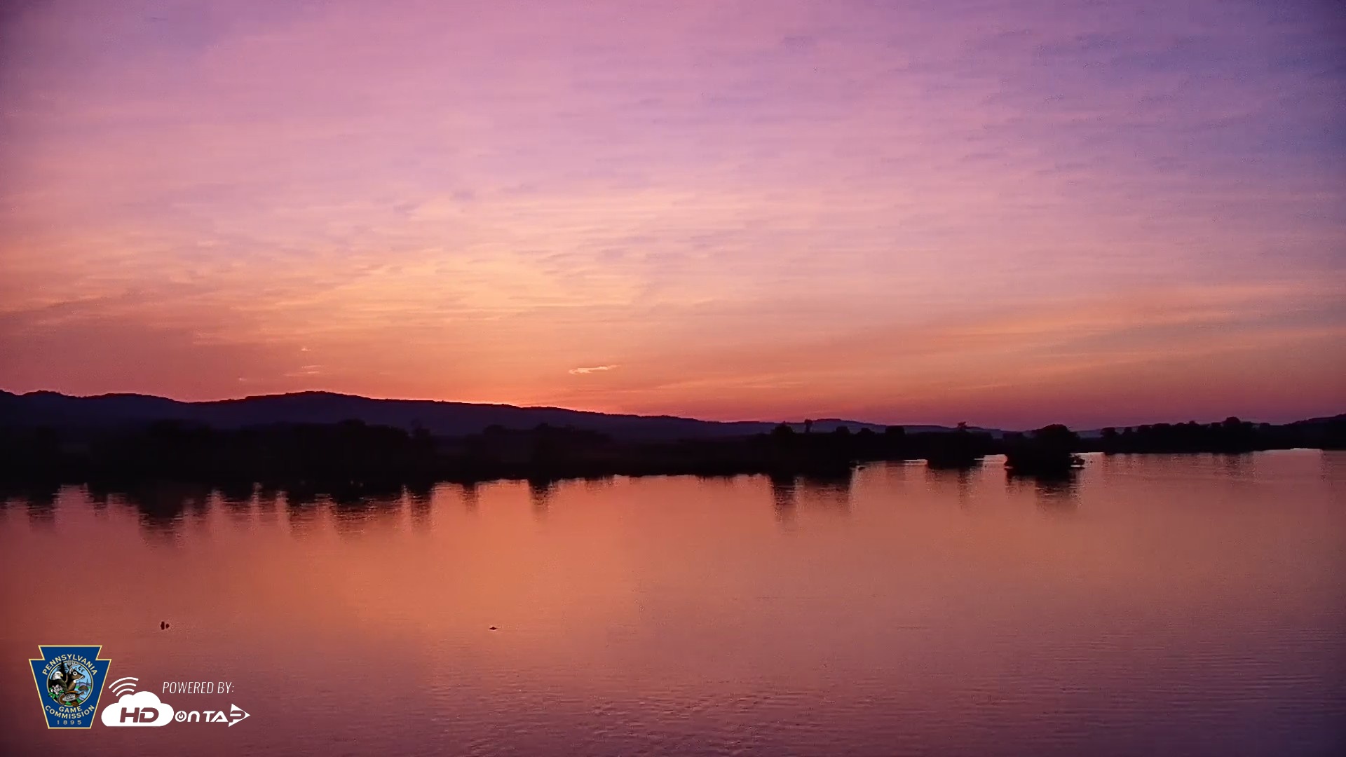 Snapshot of Pennsylvania Snow Geese Live Webcam taken May 17, 2026, 5:39am EDT