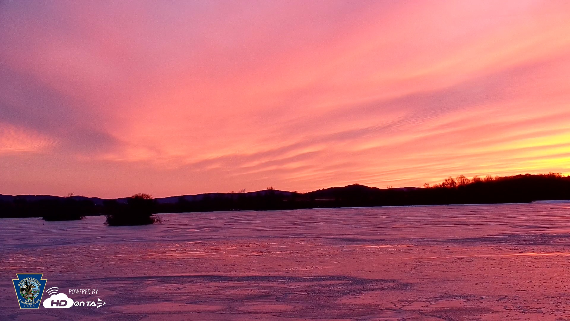Snapshot of Pennsylvania Snow Geese Live Webcam taken Jan 24, 2026, 7:14am EST