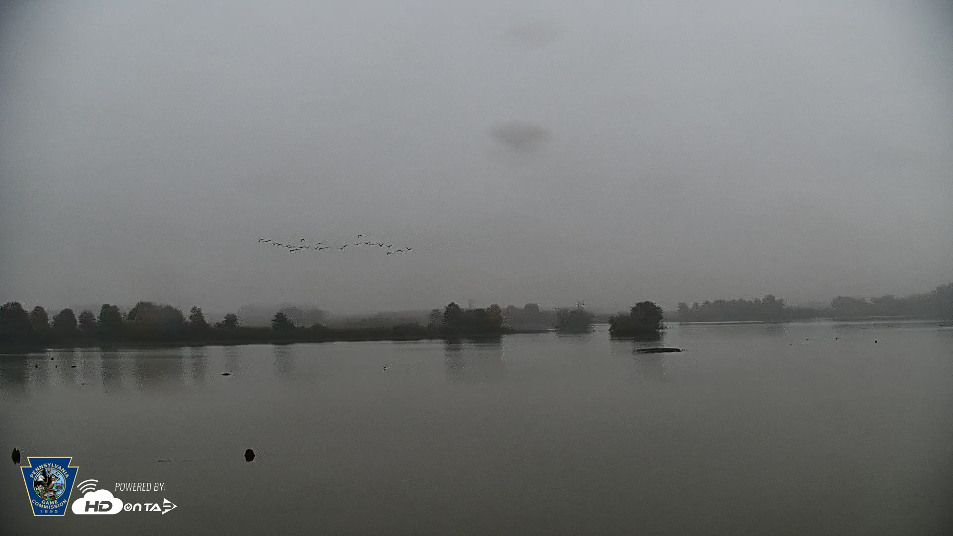Snapshot of Pennsylvania Snow Geese Live Webcam taken Oct 16, 2026, 8:34am EDT