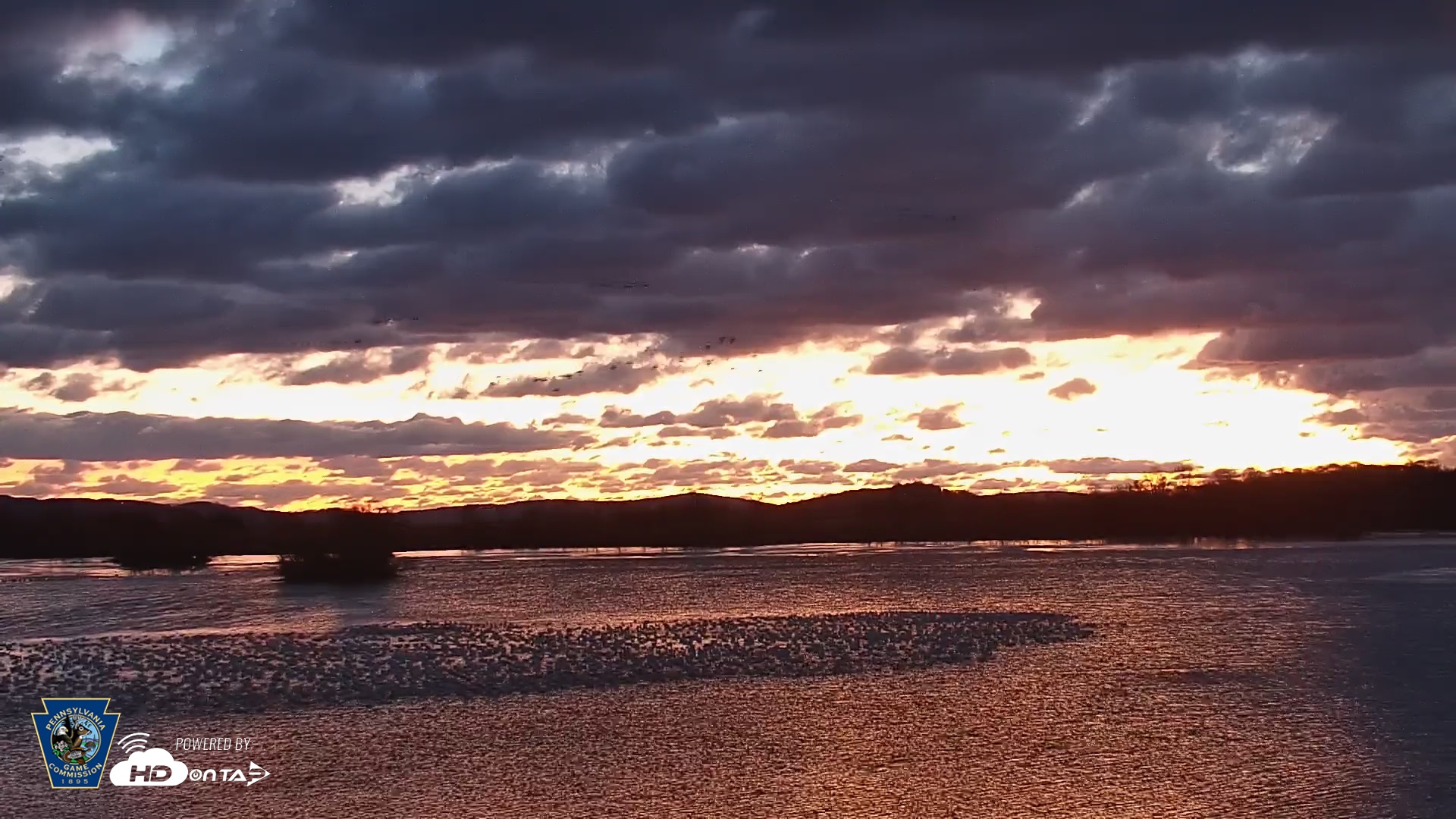 Snapshot of Pennsylvania Snow Geese Live Webcam taken Feb 17, 2025, 6:27am EST