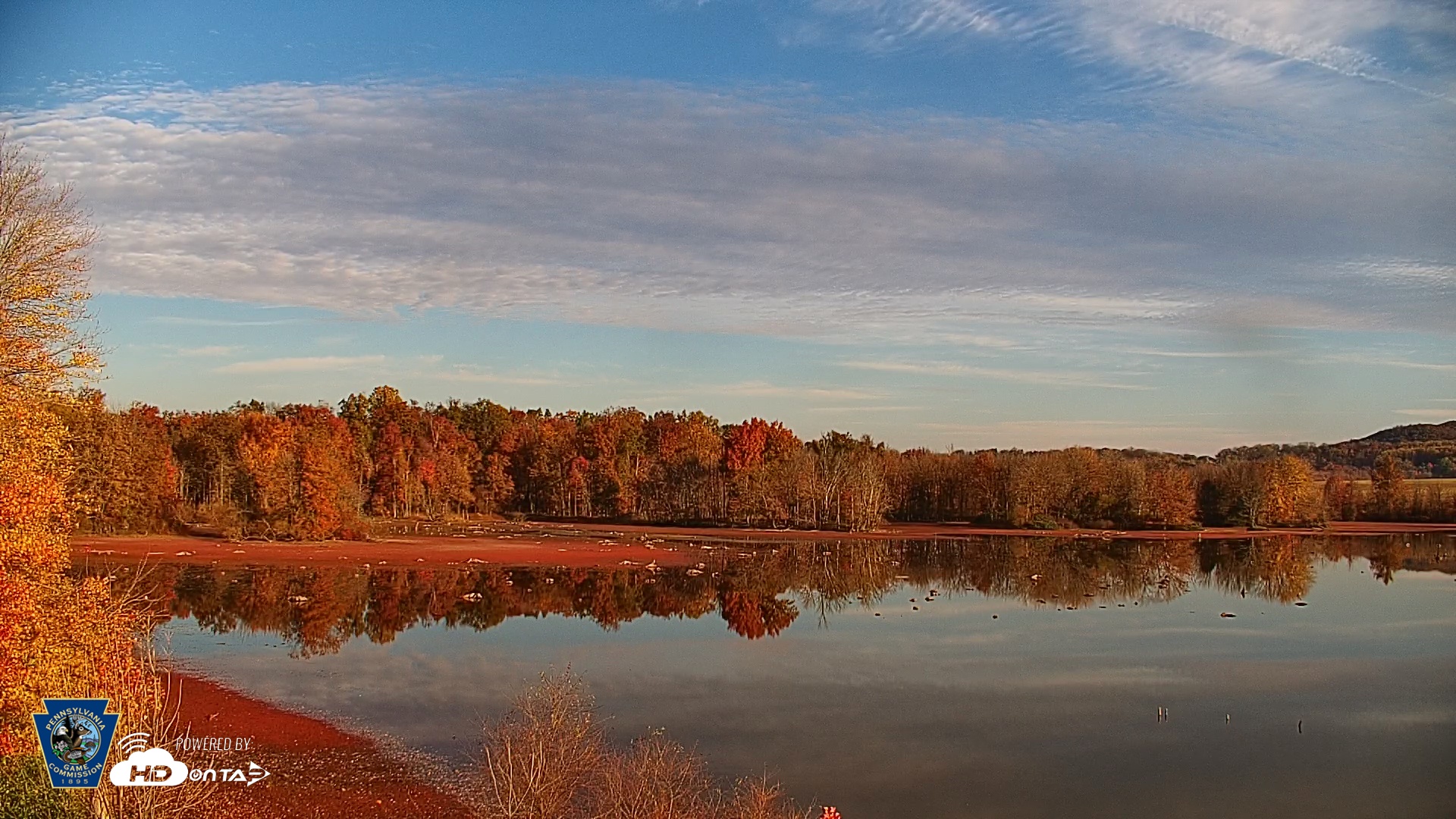 Snapshot of Pennsylvania Snow Geese Live Webcam taken Nov 2, 2025, 7:56am EST
