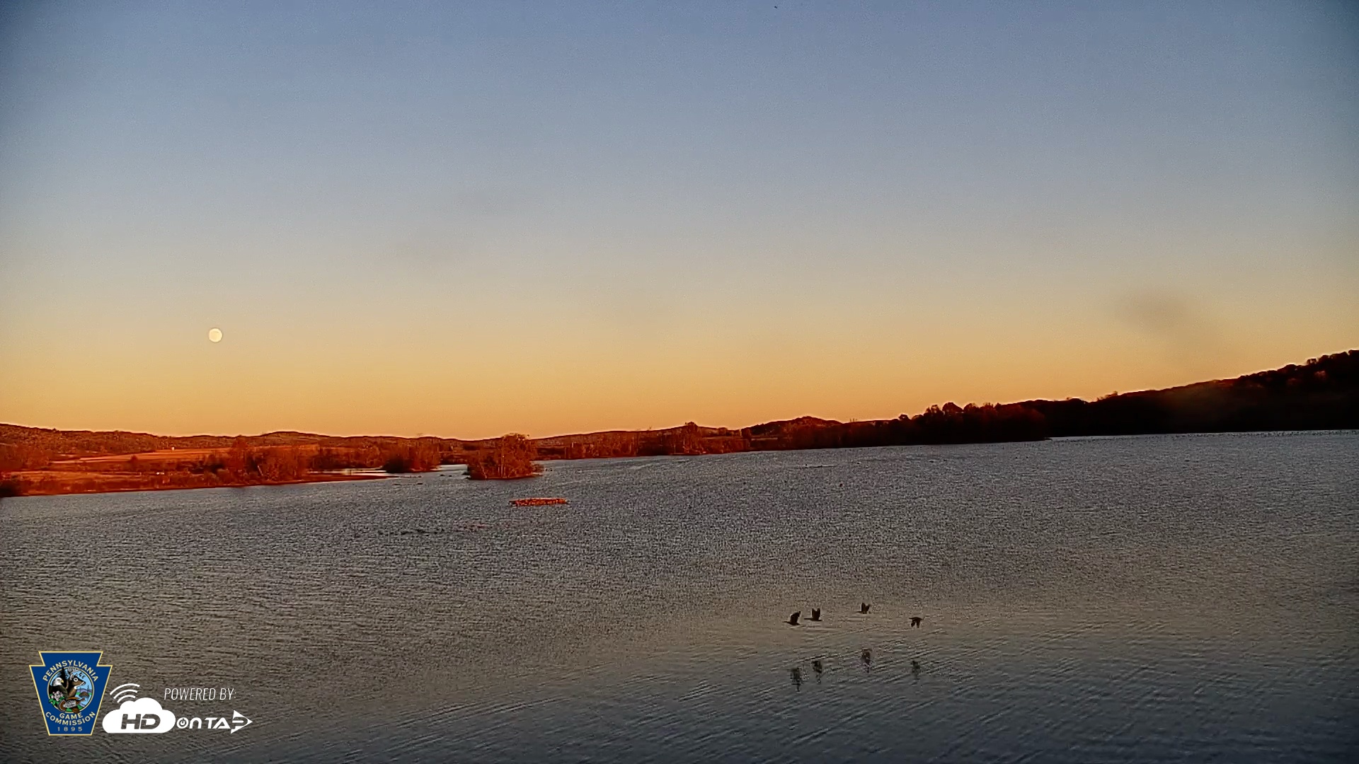 Snapshot of Pennsylvania Snow Geese Live Webcam taken Nov 4, 2025, 4:43pm EST