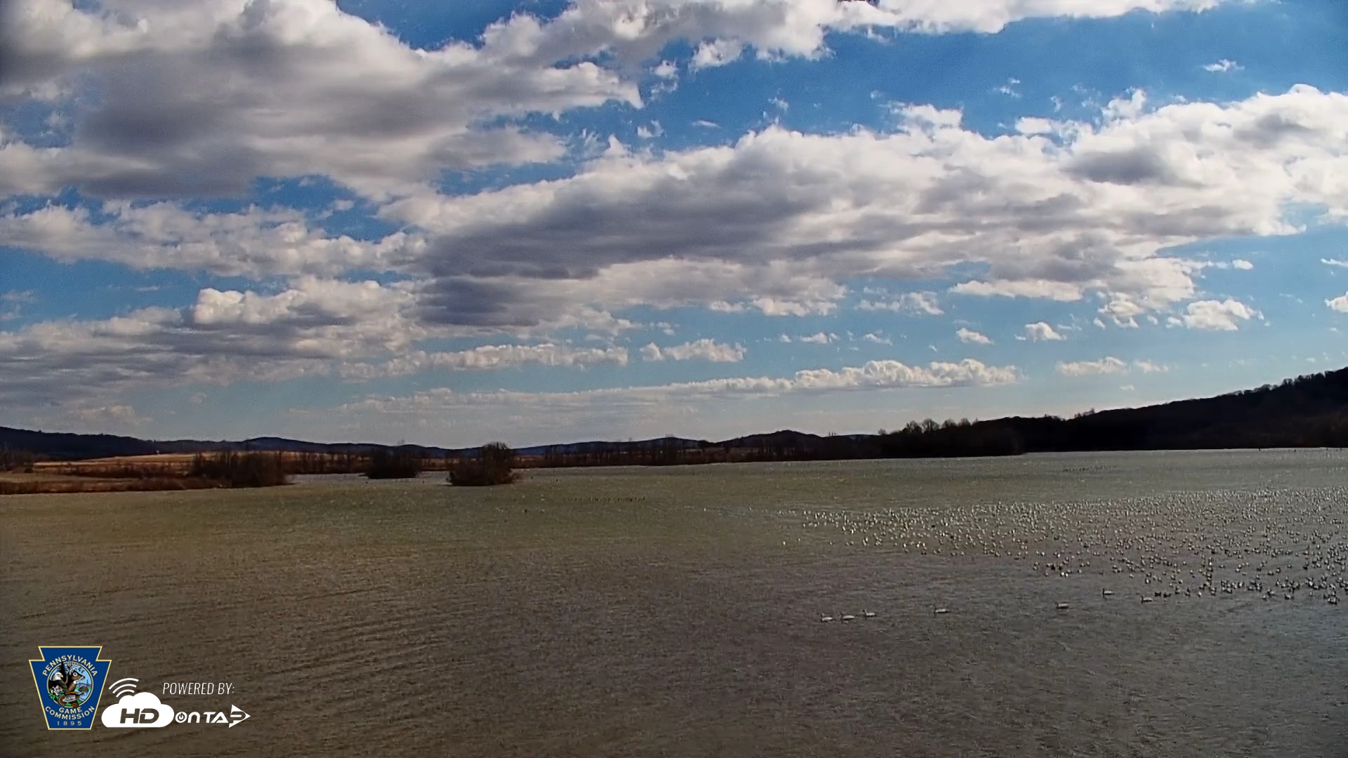 Snapshot of Pennsylvania Snow Geese Live Webcam taken Mar 1, 2025, 10:49am EST