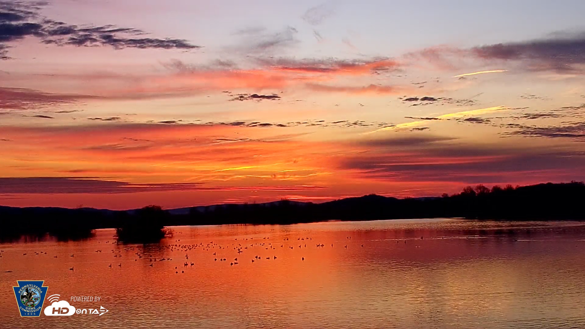 Snapshot of Pennsylvania Snow Geese Live Webcam taken Mar 11, 2026, 7:15am EDT