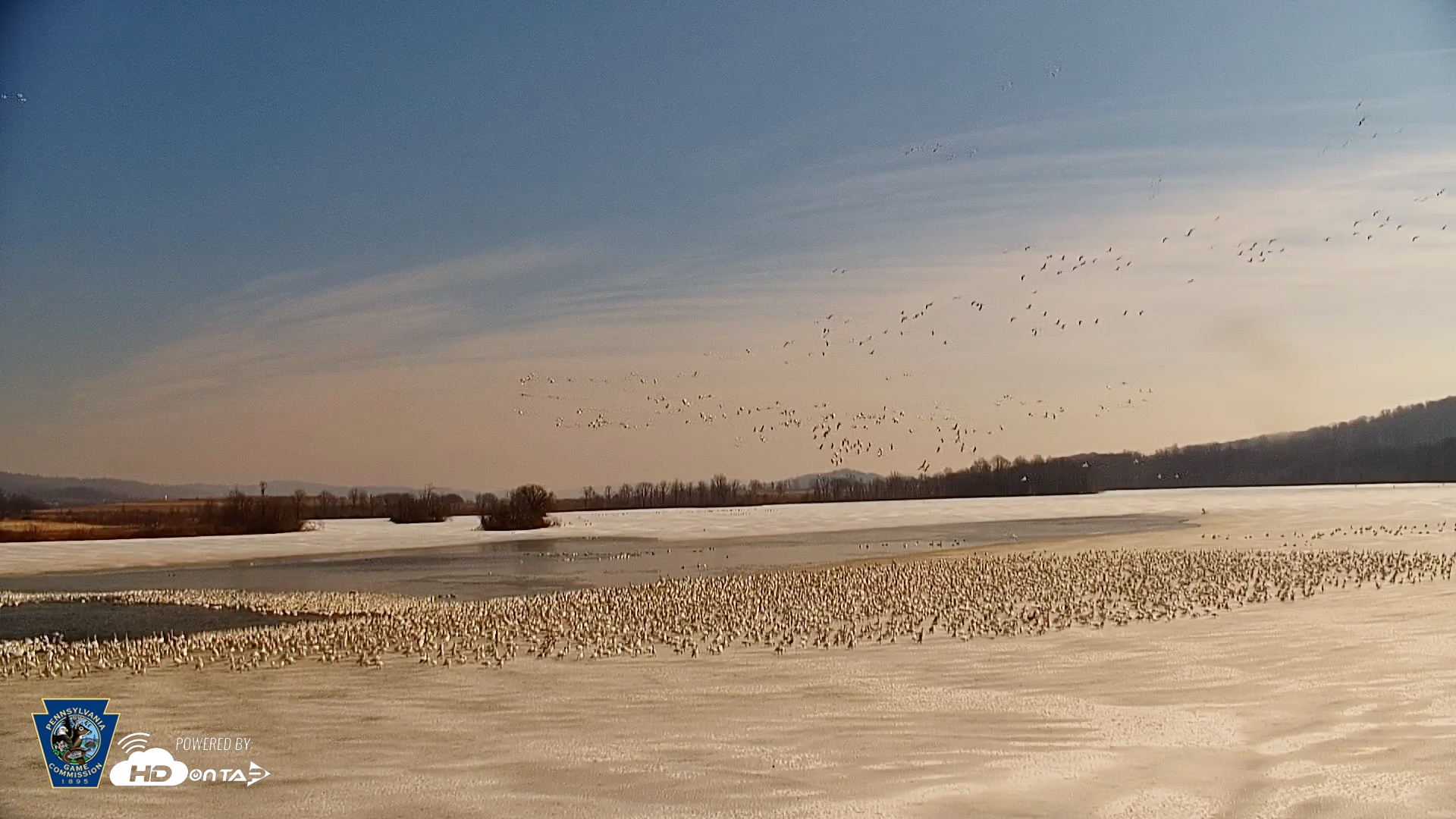 Snapshot of Pennsylvania Snow Geese Live Webcam taken Feb 27, 2026, 10:59am EST