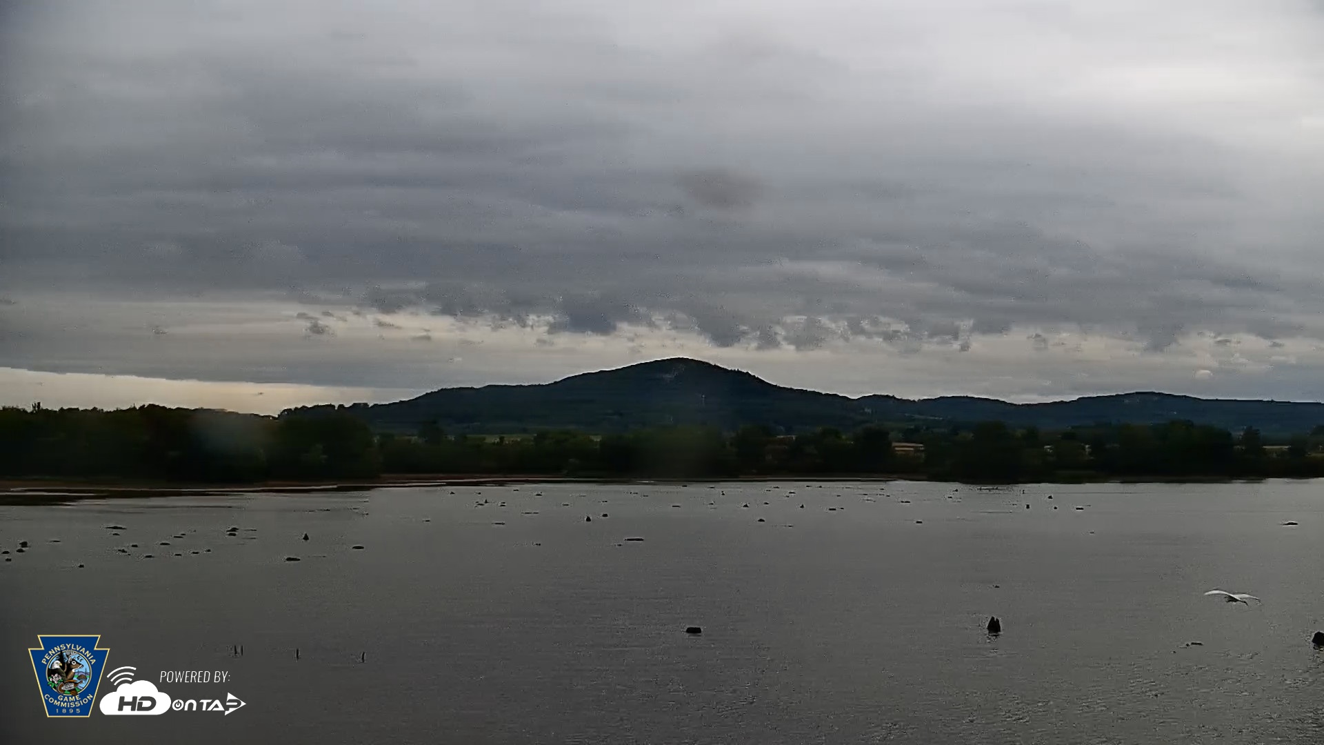 Snapshot of Pennsylvania Snow Geese Live Webcam taken Sep 26, 2026, 4:58pm EDT