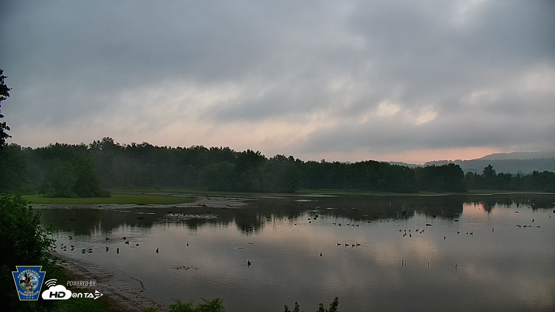 Snapshot of Pennsylvania Snow Geese Live Webcam taken Aug 6, 2026, 6:21am EDT