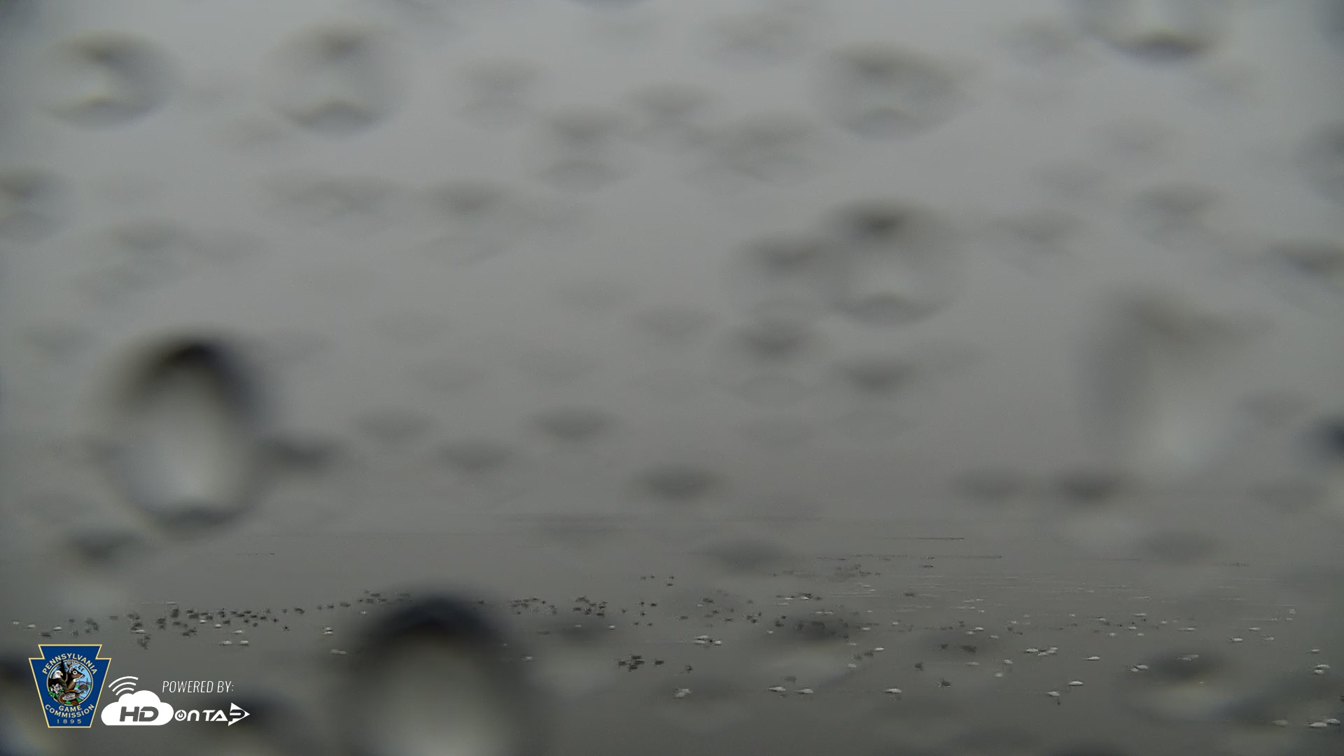 Snapshot of Pennsylvania Snow Geese Live Webcam taken Mar 5, 2026, 7:06am EST