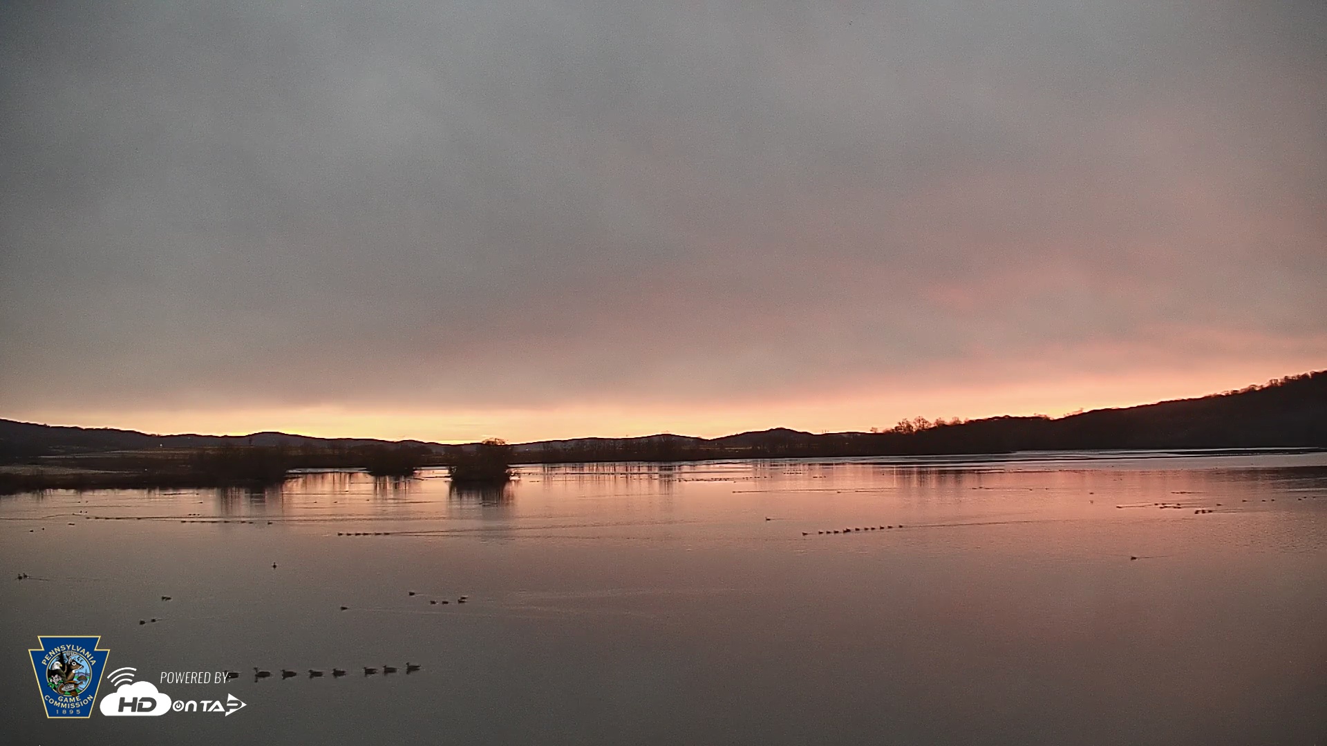 Snapshot of Pennsylvania Snow Geese Live Webcam taken Jan 14, 2026, 7:07am EST