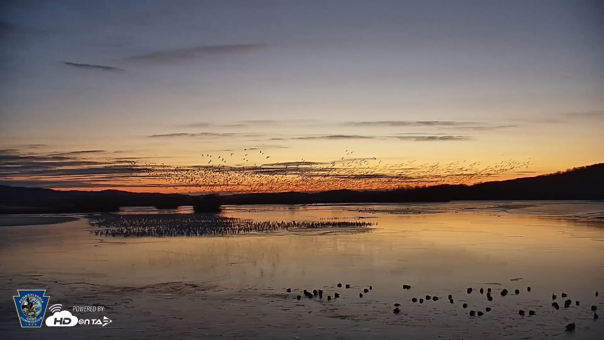 Snapshot of Pennsylvania Snow Geese Live Webcam taken Feb 20, 2025, 6:39am EST