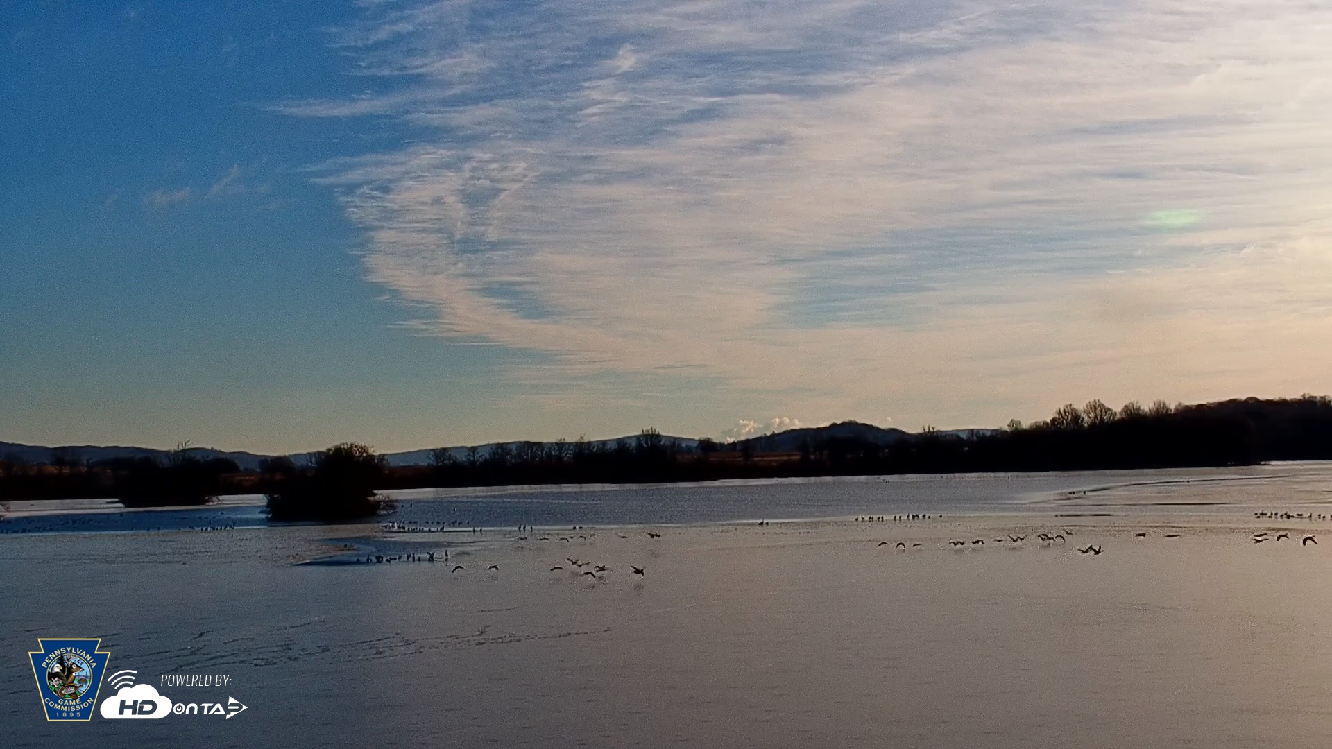 Snapshot of Pennsylvania Snow Geese Live Webcam taken Dec 12, 2025, 8:59am EST