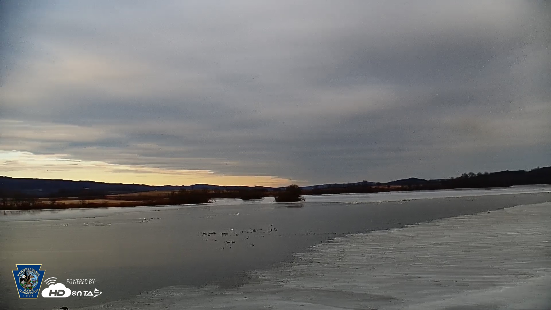 Snapshot of Pennsylvania Snow Geese Live Webcam taken Mar 2, 2026, 4:53pm EST