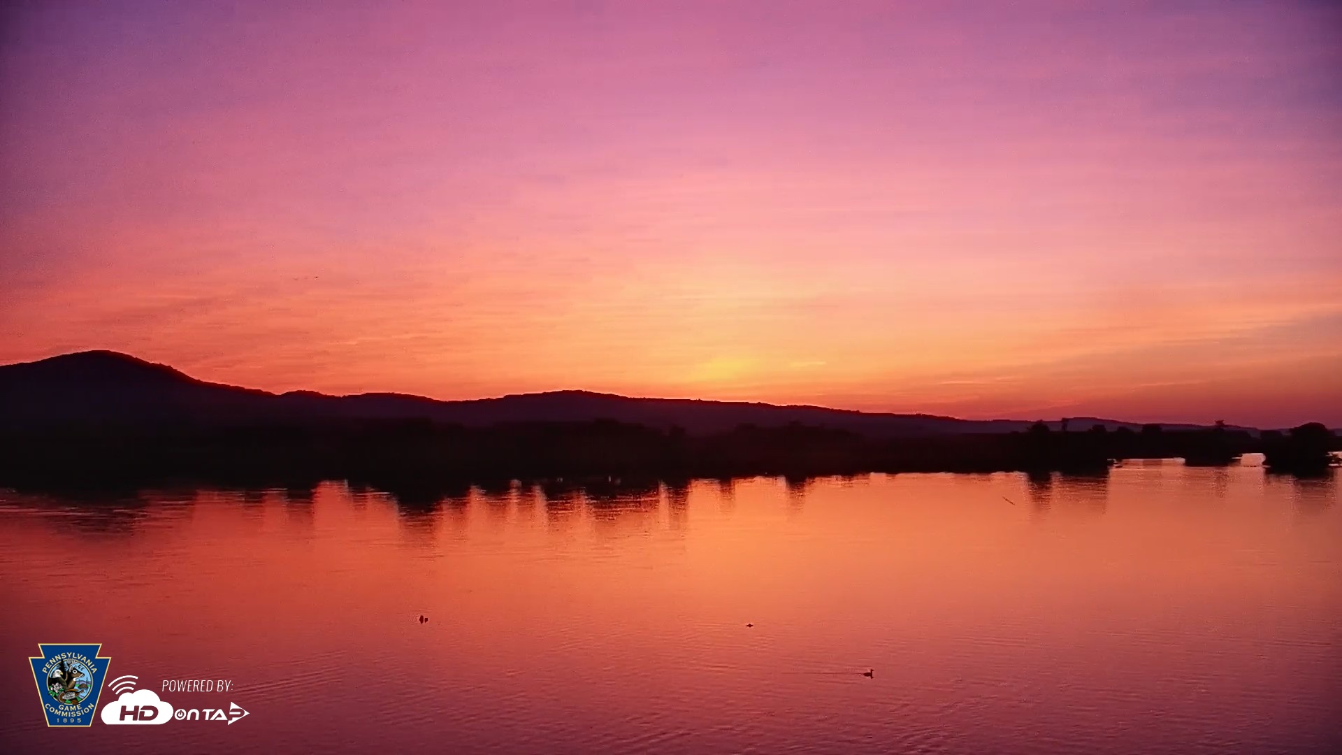 Snapshot of Pennsylvania Snow Geese Live Webcam taken May 17, 2026, 5:35am EDT