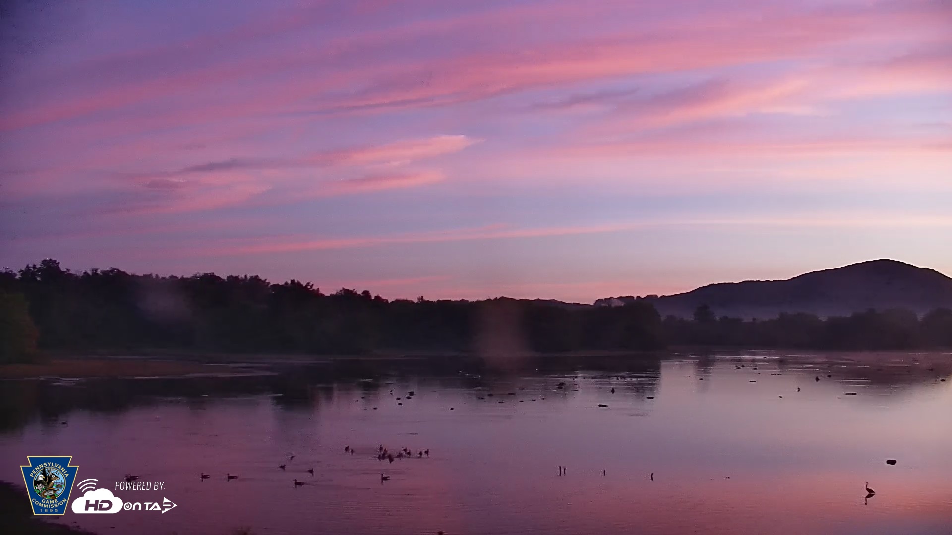 Snapshot of Pennsylvania Snow Geese Live Webcam taken Sep 12, 2026, 6:32am EDT
