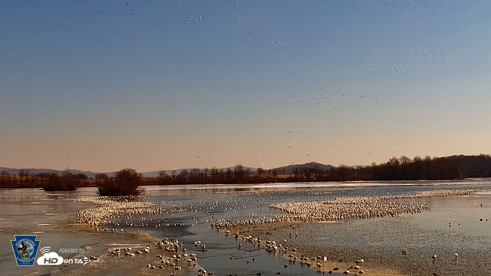 Snapshot of Pennsylvania Snow Geese Live Webcam taken Feb 22, 2025, 11:23am EST