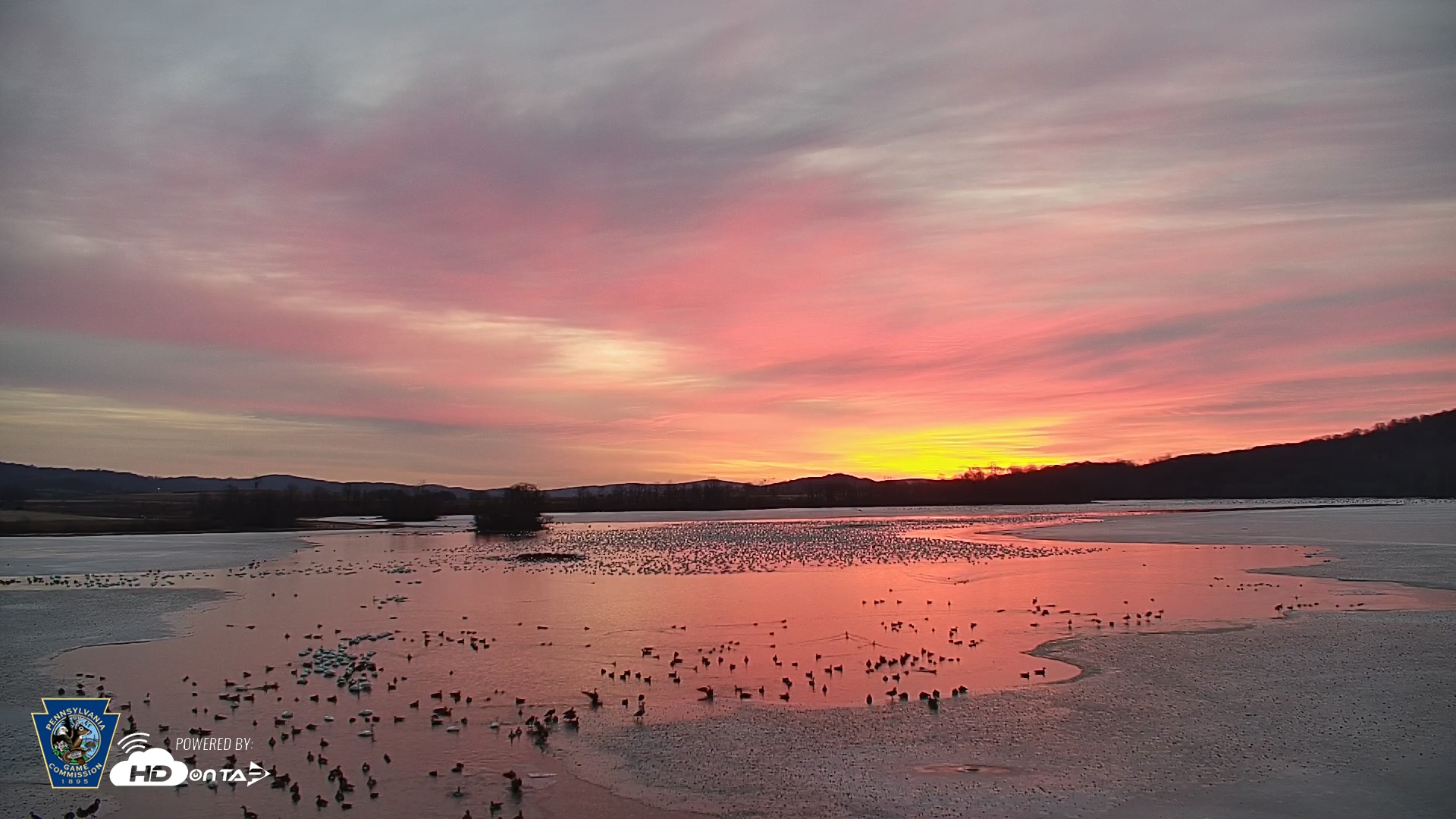 Snapshot of Pennsylvania Snow Geese Live Webcam taken Feb 8, 2025, 6:54am EST