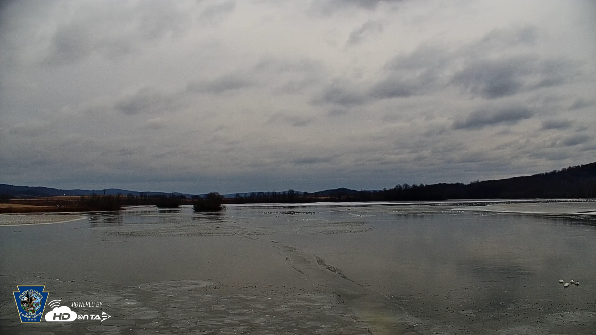 Snapshot of Pennsylvania Snow Geese Live Webcam taken Feb 20, 2025, 10:13am EST