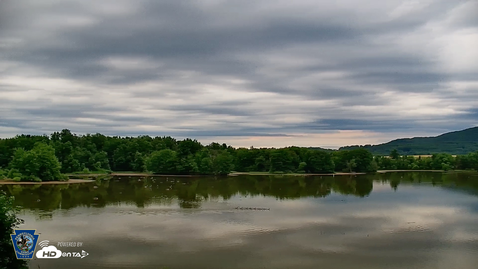 Snapshot of Pennsylvania Snow Geese Live Webcam taken Jun 22, 2026, 7:52am EDT