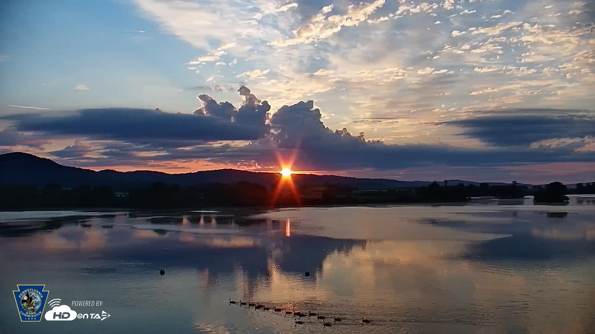 Snapshot of Pennsylvania Snow Geese Live Webcam taken Jun 17, 2026, 5:50am EDT