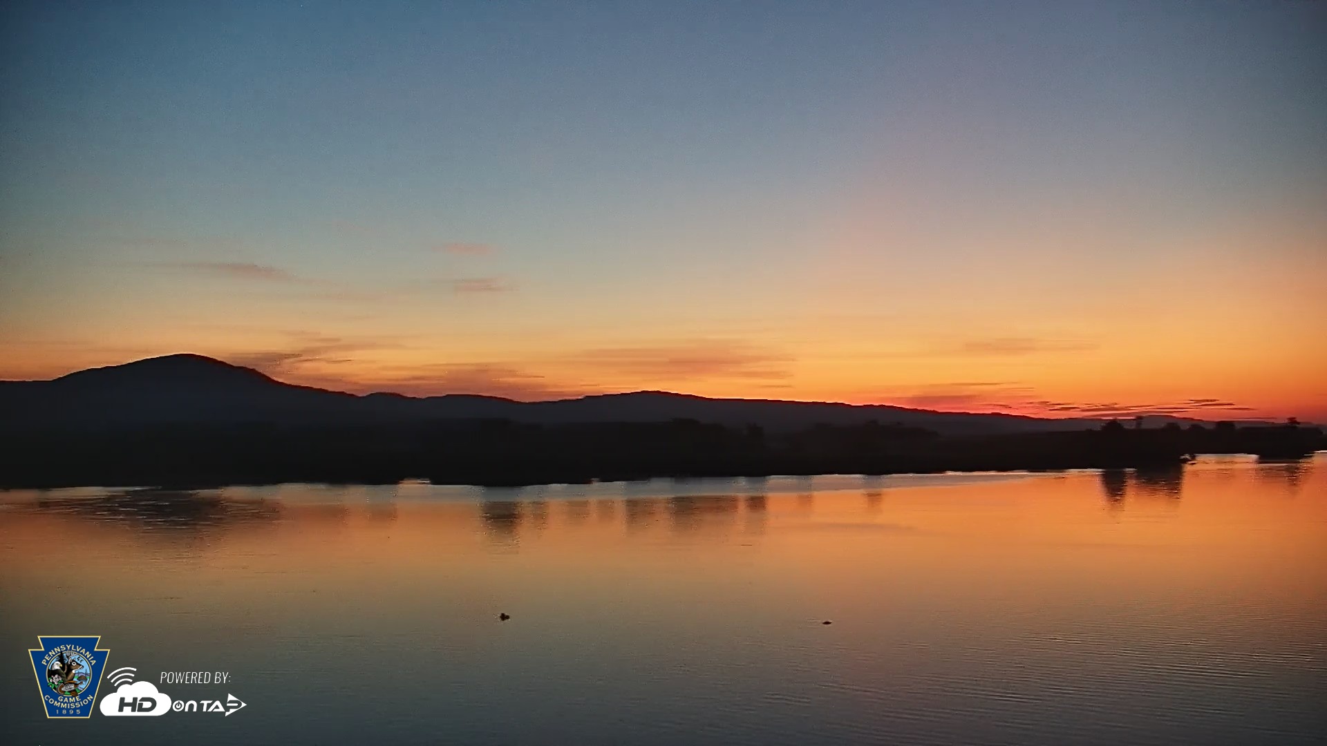 Snapshot of Pennsylvania Snow Geese Live Webcam taken May 20, 2026, 5:15am EDT