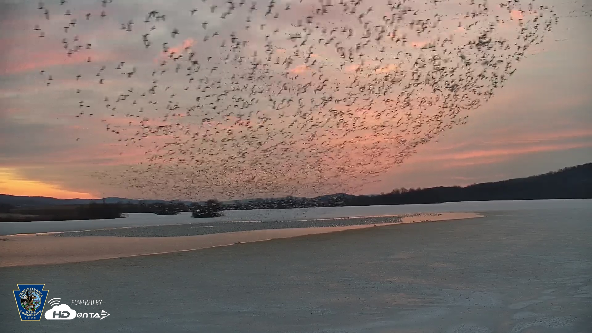 Snapshot of Pennsylvania Snow Geese Live Webcam taken Feb 26, 2026, 6:35am EST