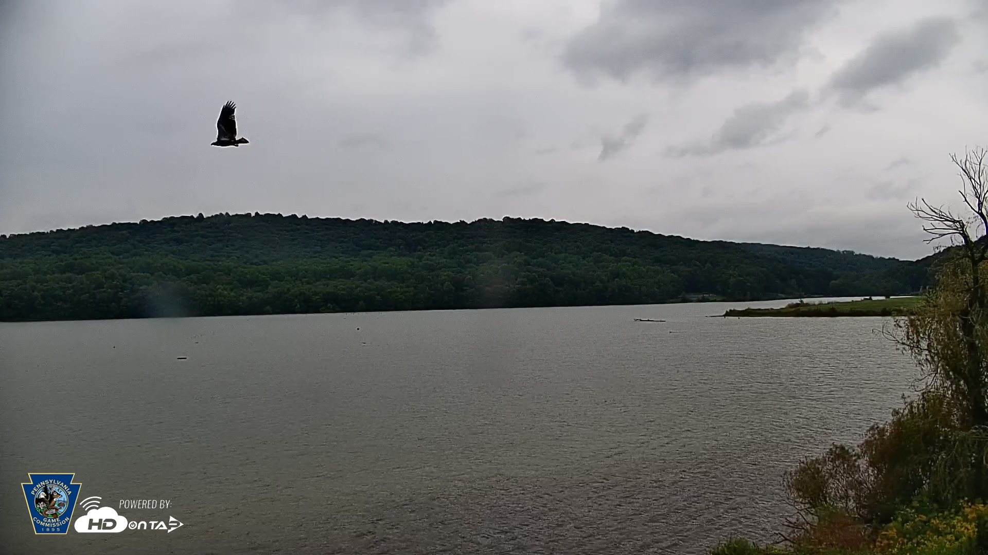 Snapshot of Pennsylvania Snow Geese Live Webcam taken Sep 22, 2026, 12:01pm EDT