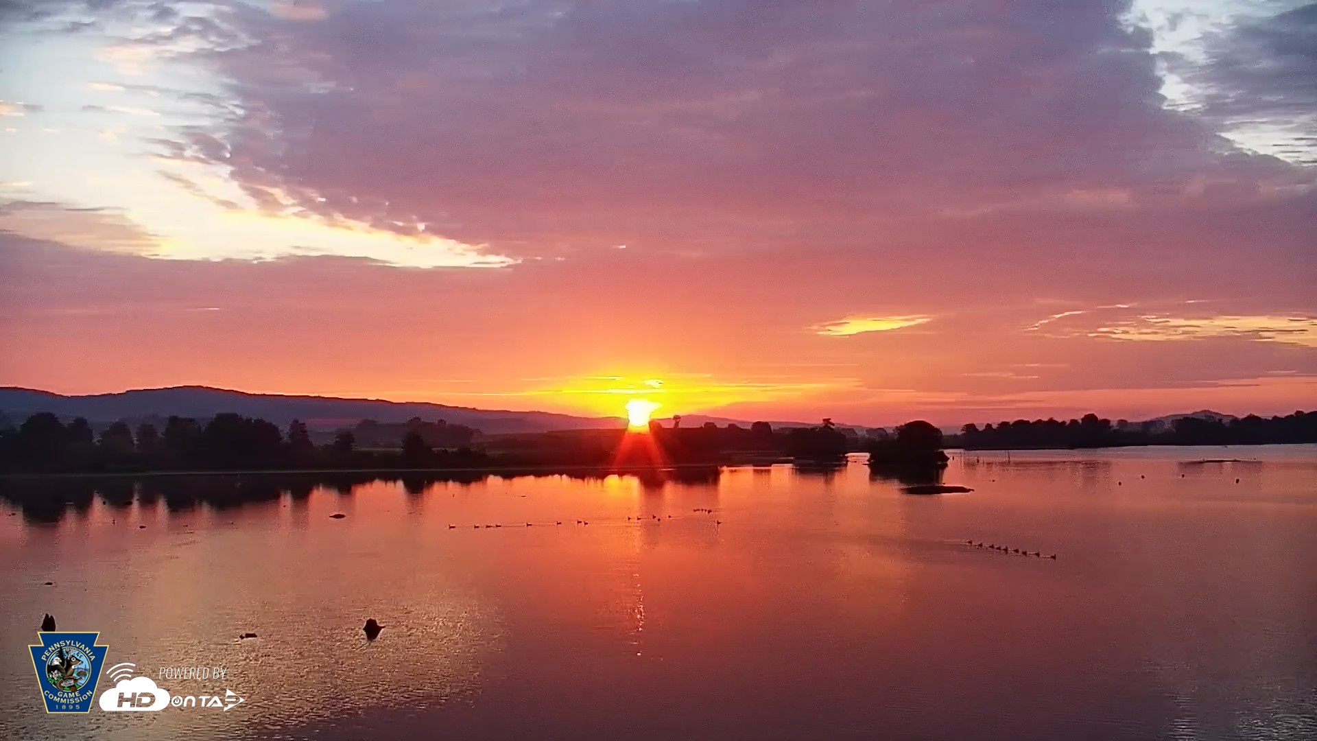 Snapshot of Pennsylvania Snow Geese Live Webcam taken Aug 20, 2026, 6:28am EDT