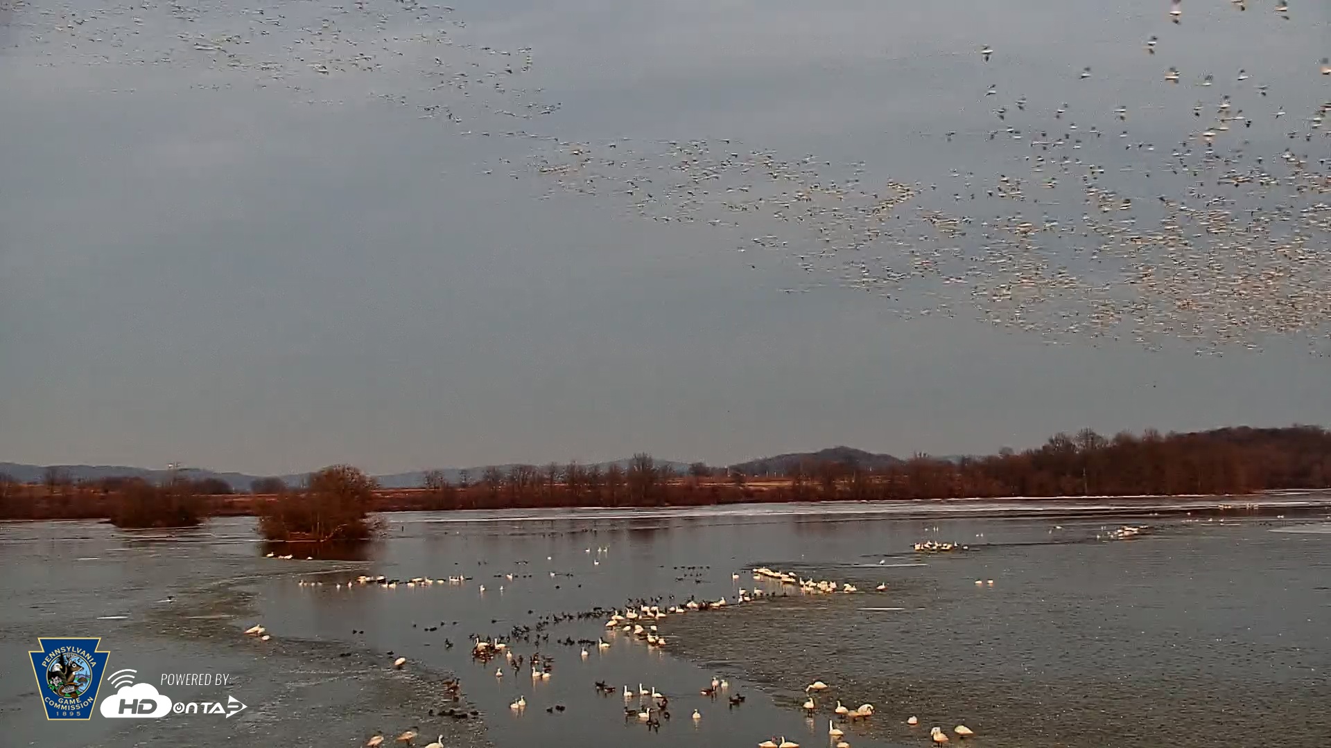 Snapshot of Pennsylvania Snow Geese Live Webcam taken Feb 22, 2025, 6:01pm EST