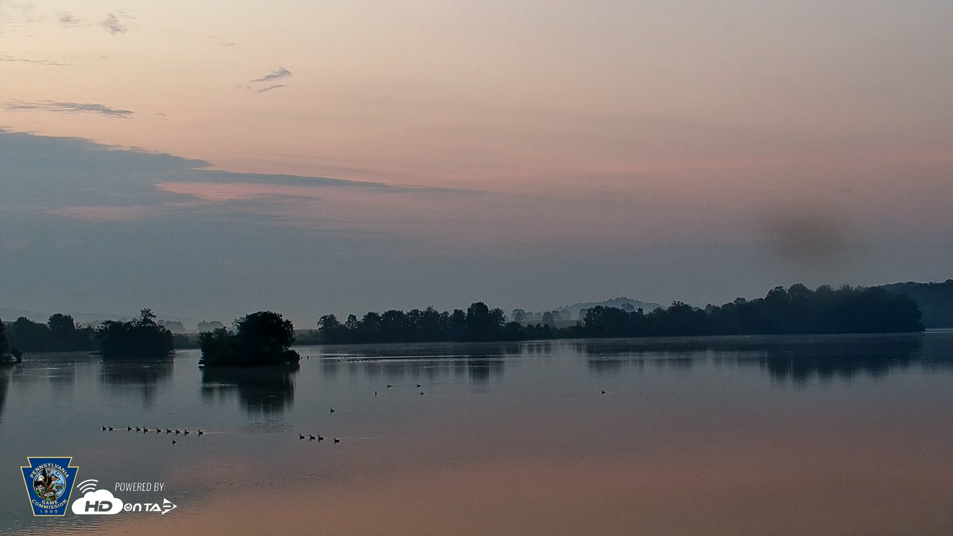 Snapshot of Pennsylvania Snow Geese Live Webcam taken Jul 31, 2025, 5:57am EDT