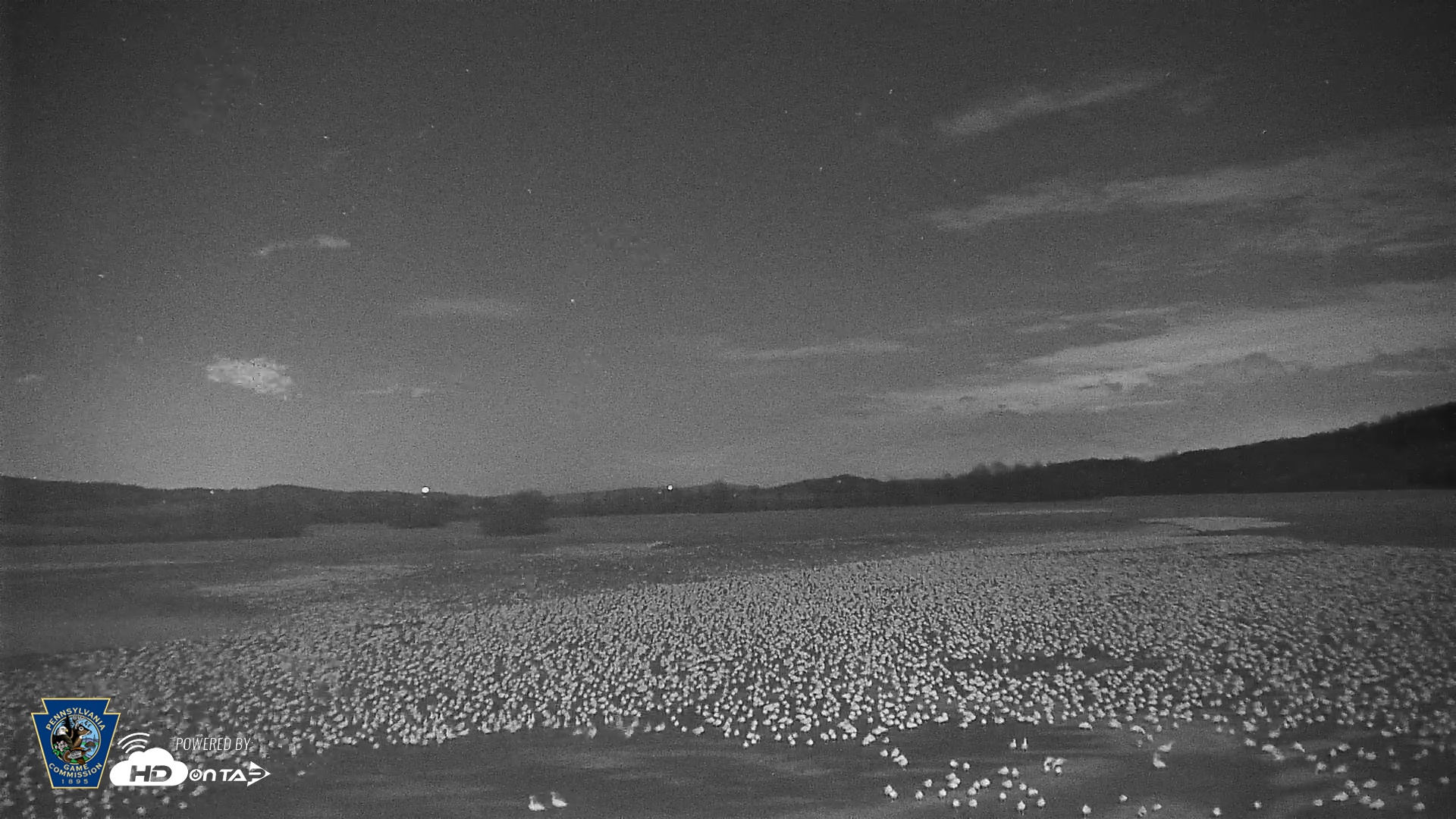 Snapshot of Pennsylvania Snow Geese Live Webcam taken Feb 25, 2026, 11:47pm EST